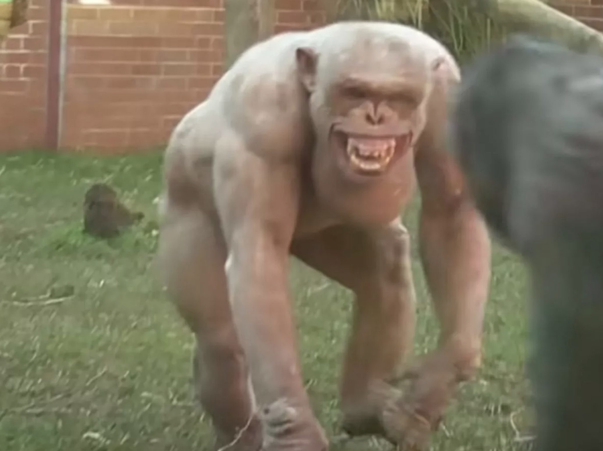 23 Apes With Menacing Smiles Who Want to Rip Your Face Off