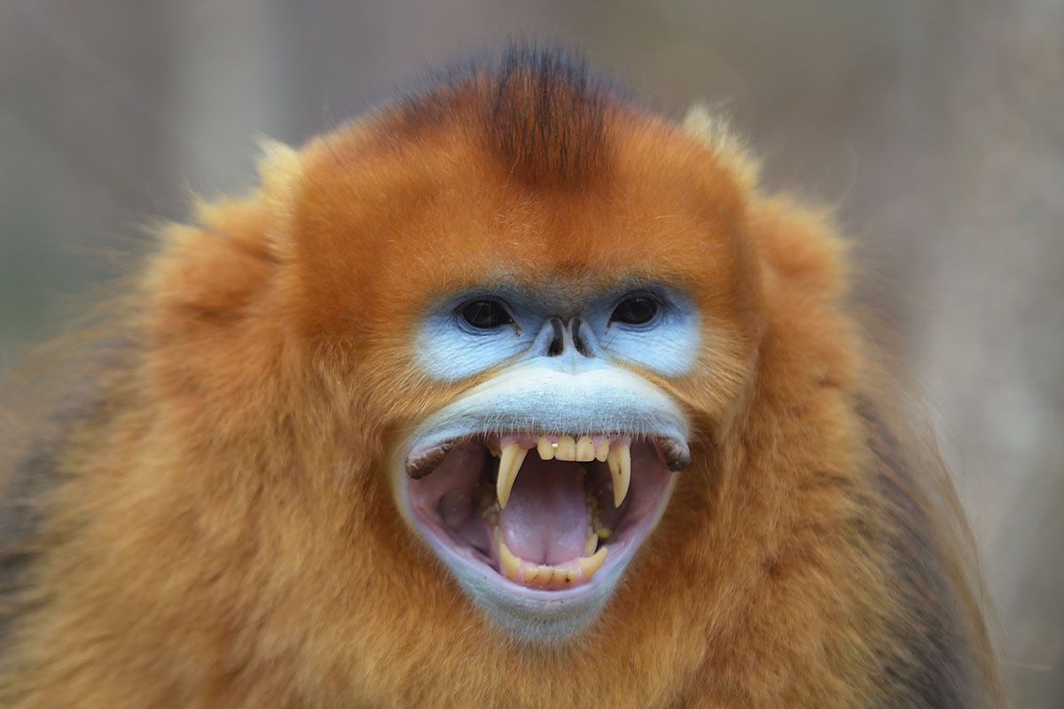 23 Apes With Menacing Smiles Who Want to Rip Your Face Off