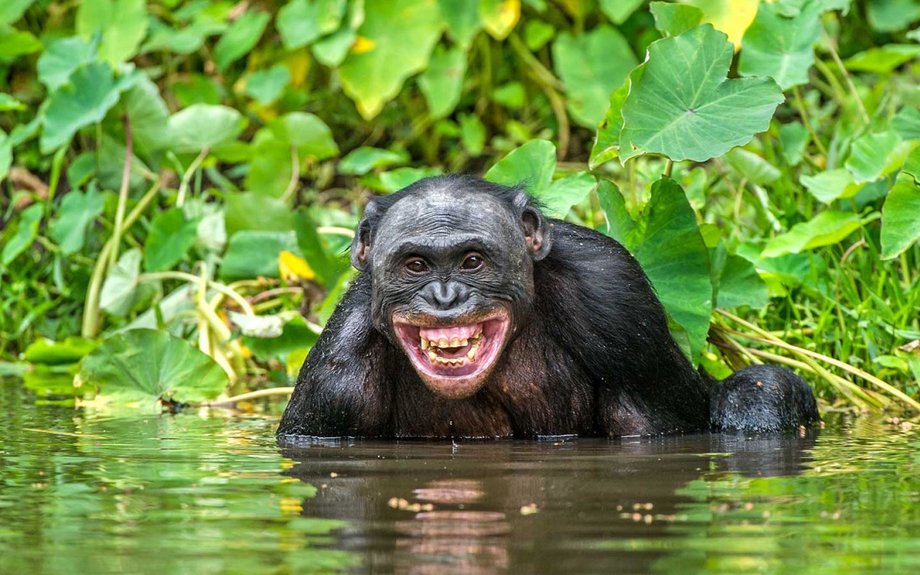 23 Apes With Menacing Smiles Who Want to Rip Your Face Off