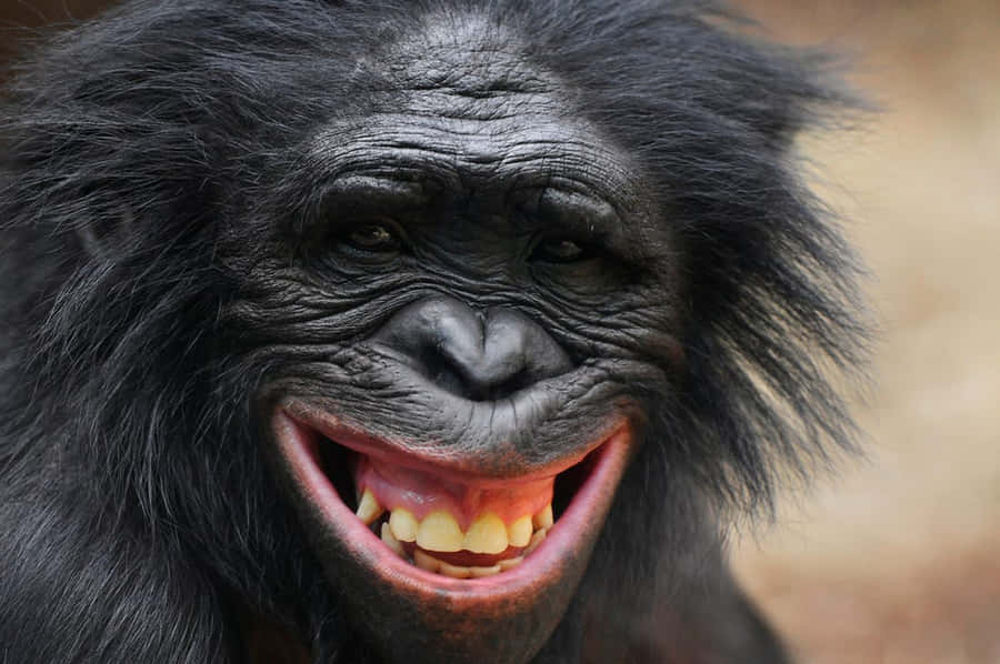 23 Apes With Menacing Smiles Who Want to Rip Your Face Off