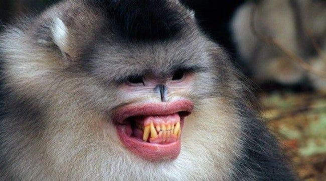 23 Apes With Menacing Smiles Who Want to Rip Your Face Off