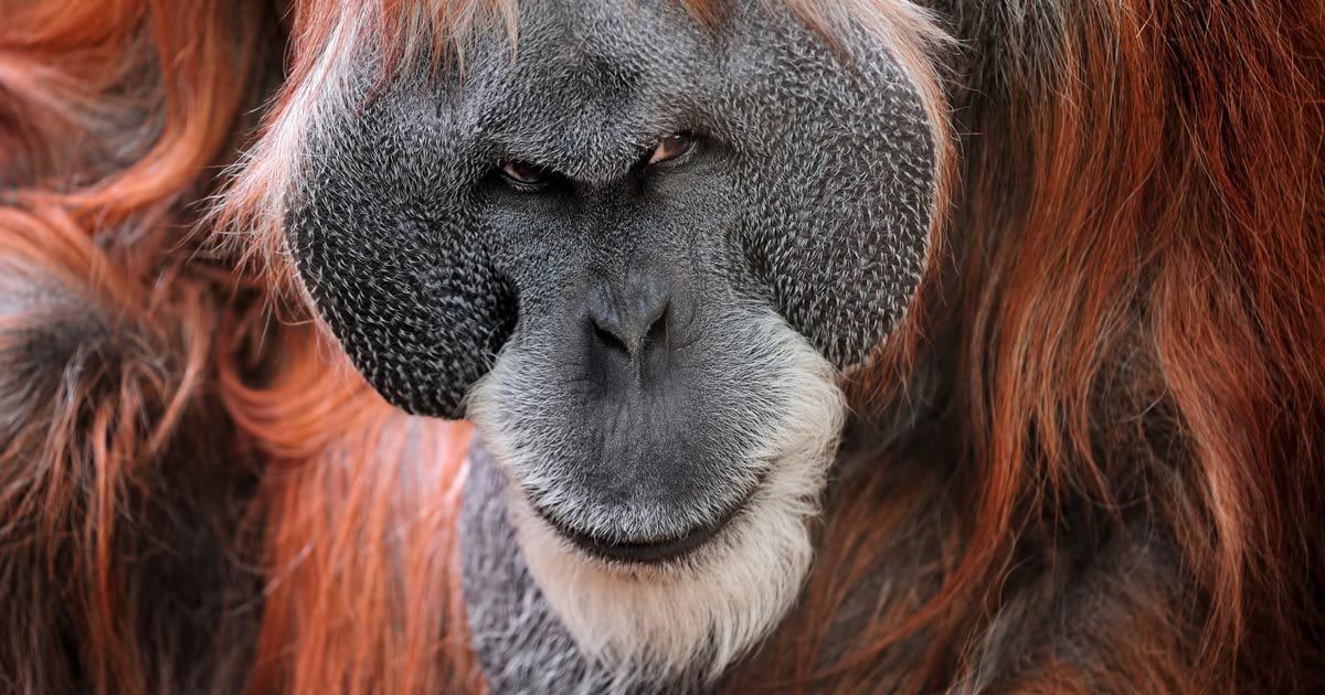 23 Apes With Menacing Smiles Who Want to Rip Your Face Off