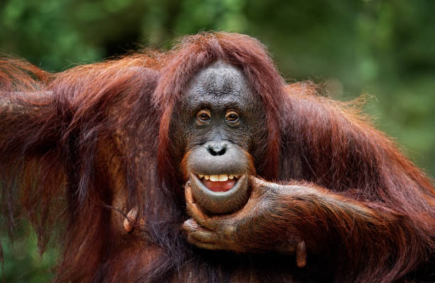 23 Apes With Menacing Smiles Who Want to Rip Your Face Off