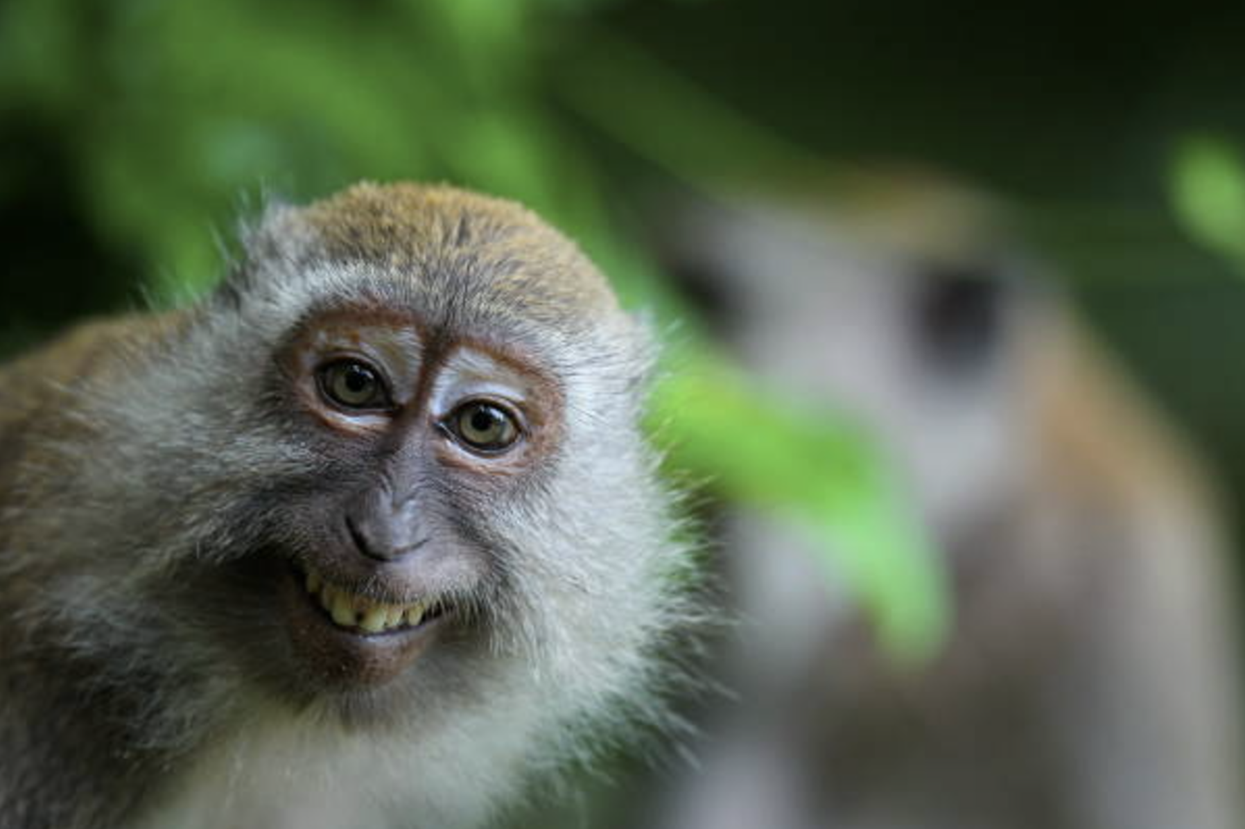 23 Apes With Menacing Smiles Who Want to Rip Your Face Off