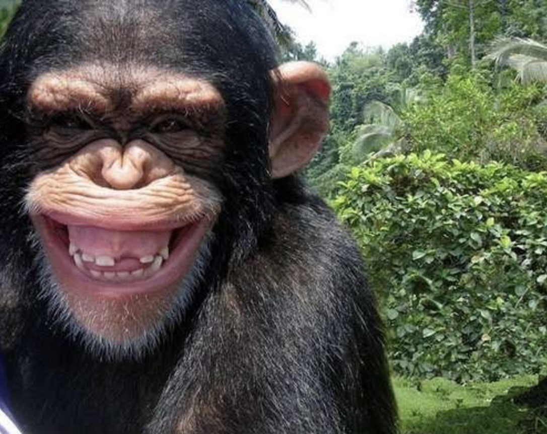 23 Apes With Menacing Smiles Who Want to Rip Your Face Off