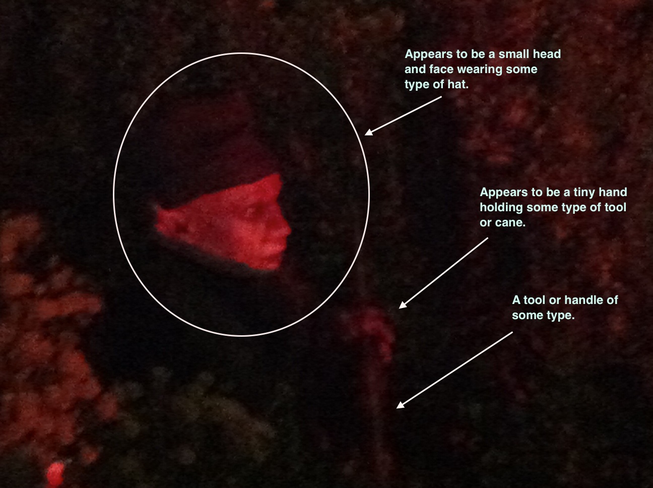 18 'Real-Life' Gnome Sightings Caught on Camera