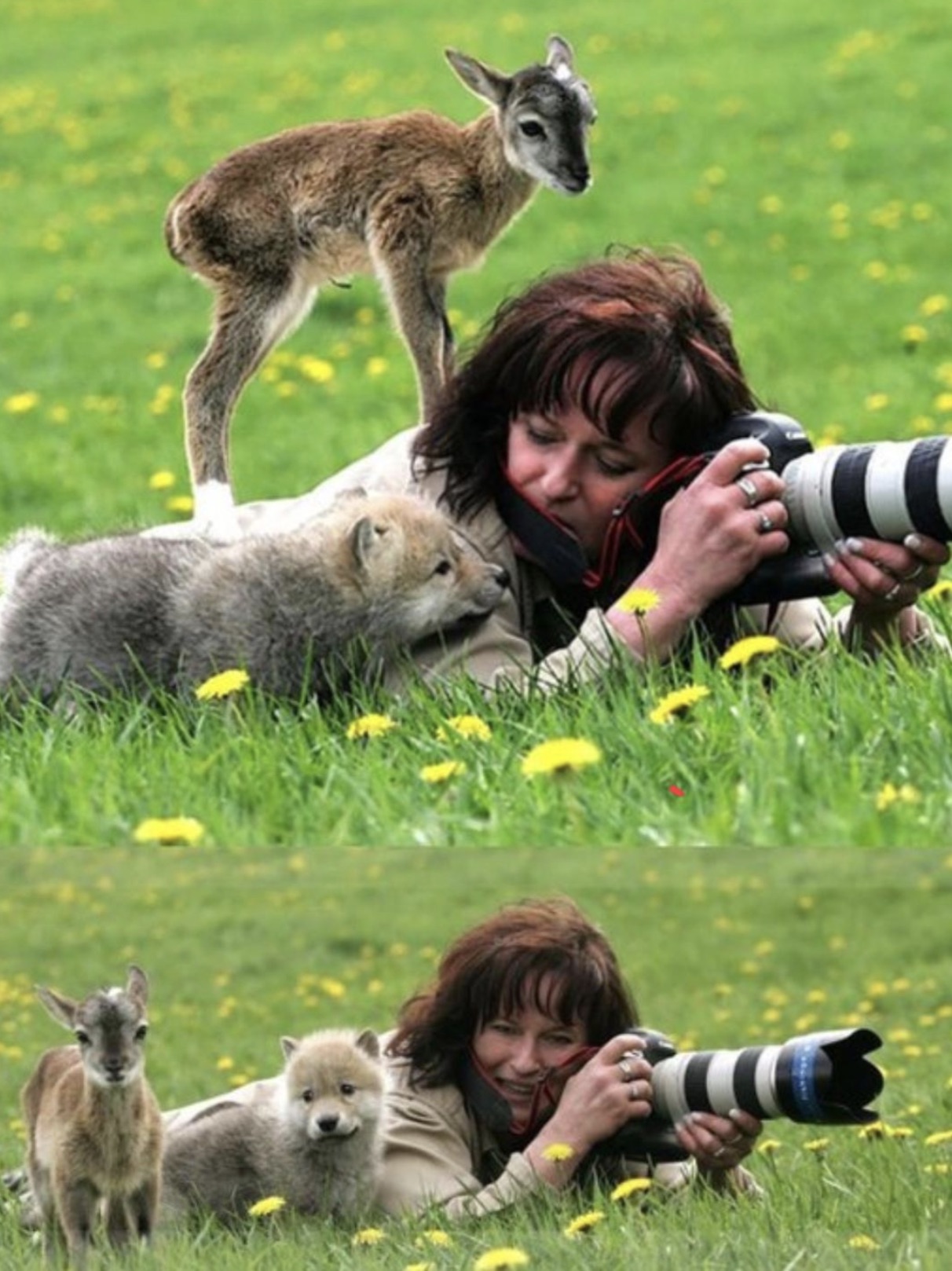 wildlife photographers with animals