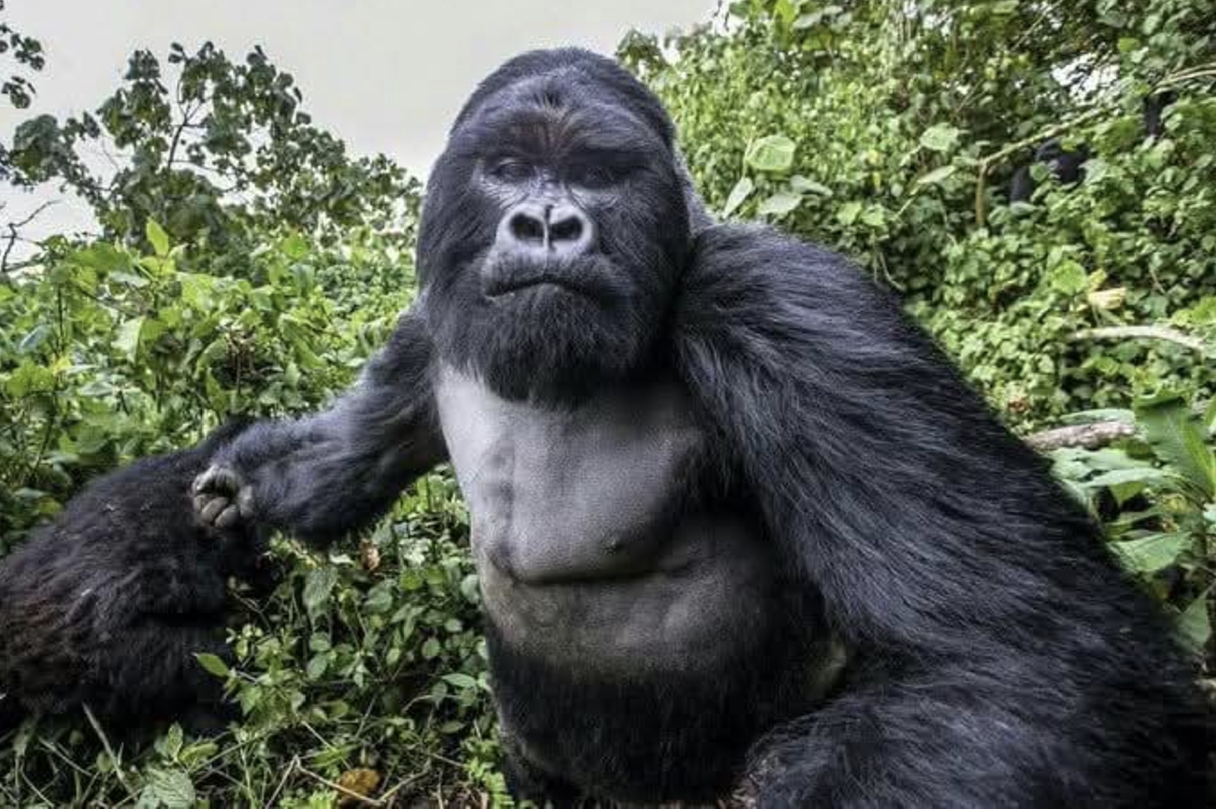 gorilla about to punch photographer