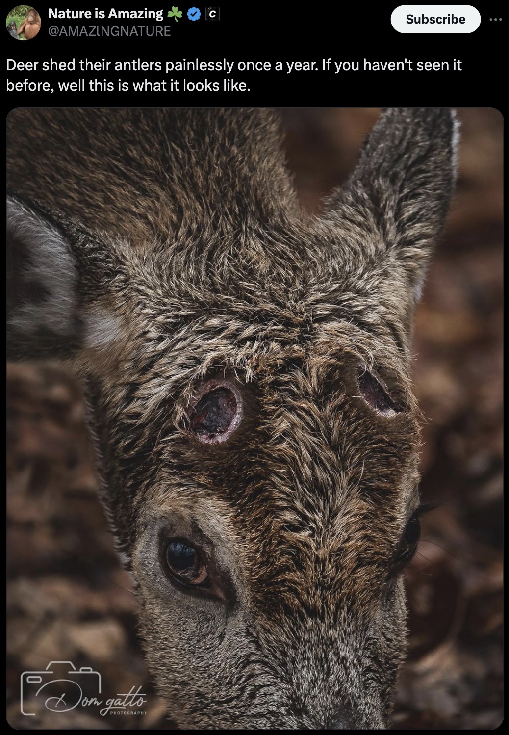 Nature is Amazing c Subscribe Deer shed their antlers painlessly once a year. If you haven't seen it before, well this is what it looks . Jon galls