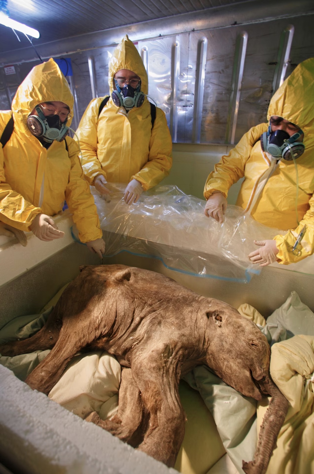 mammoth preserved in ice