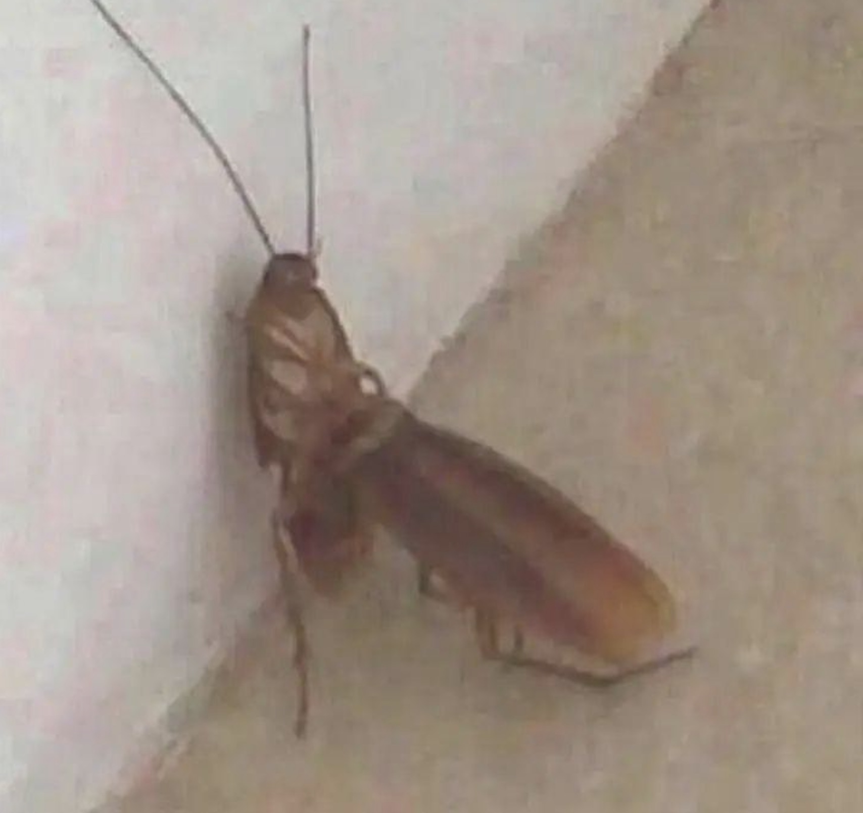 Cockroach