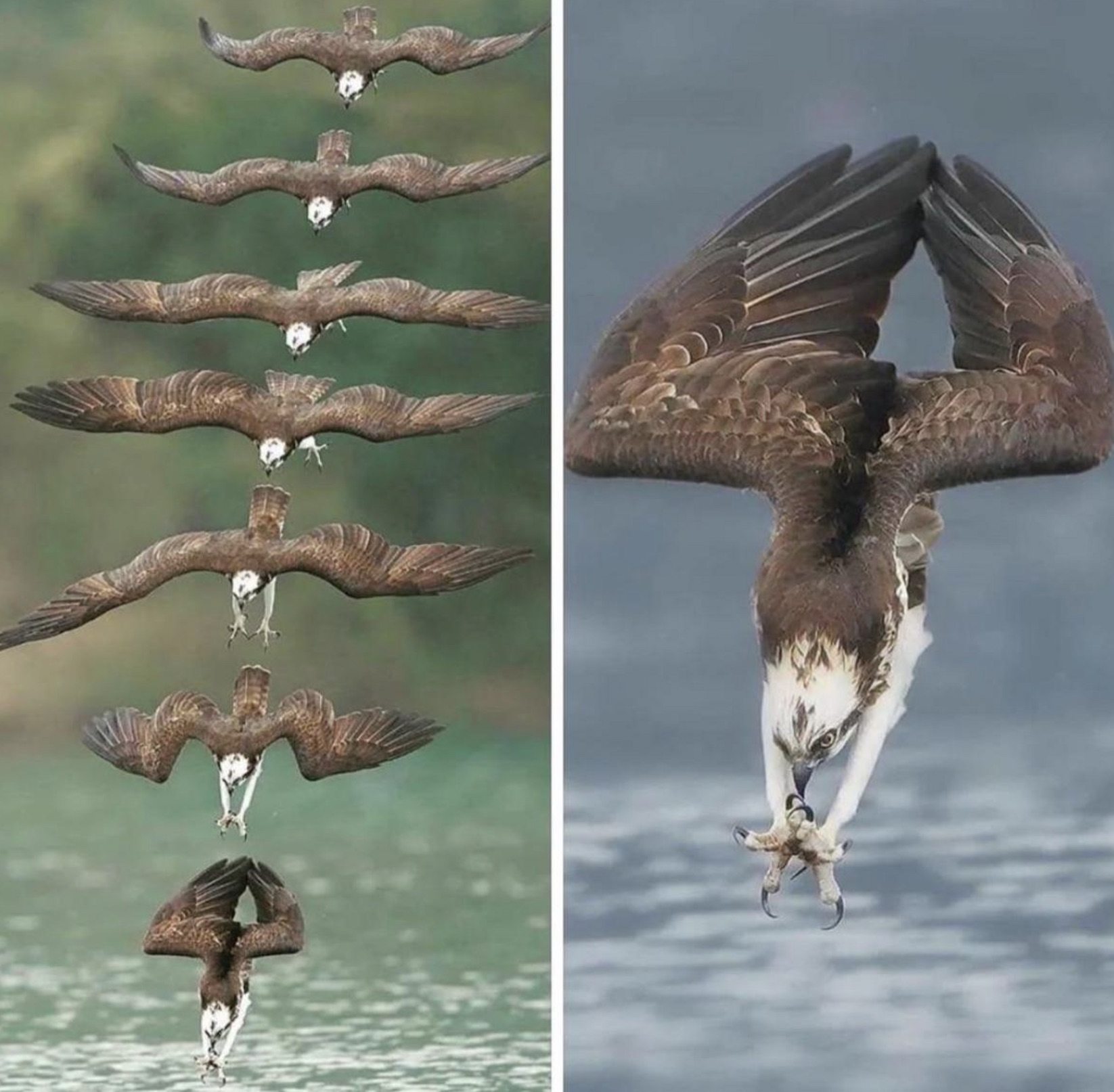 diving osprey bird