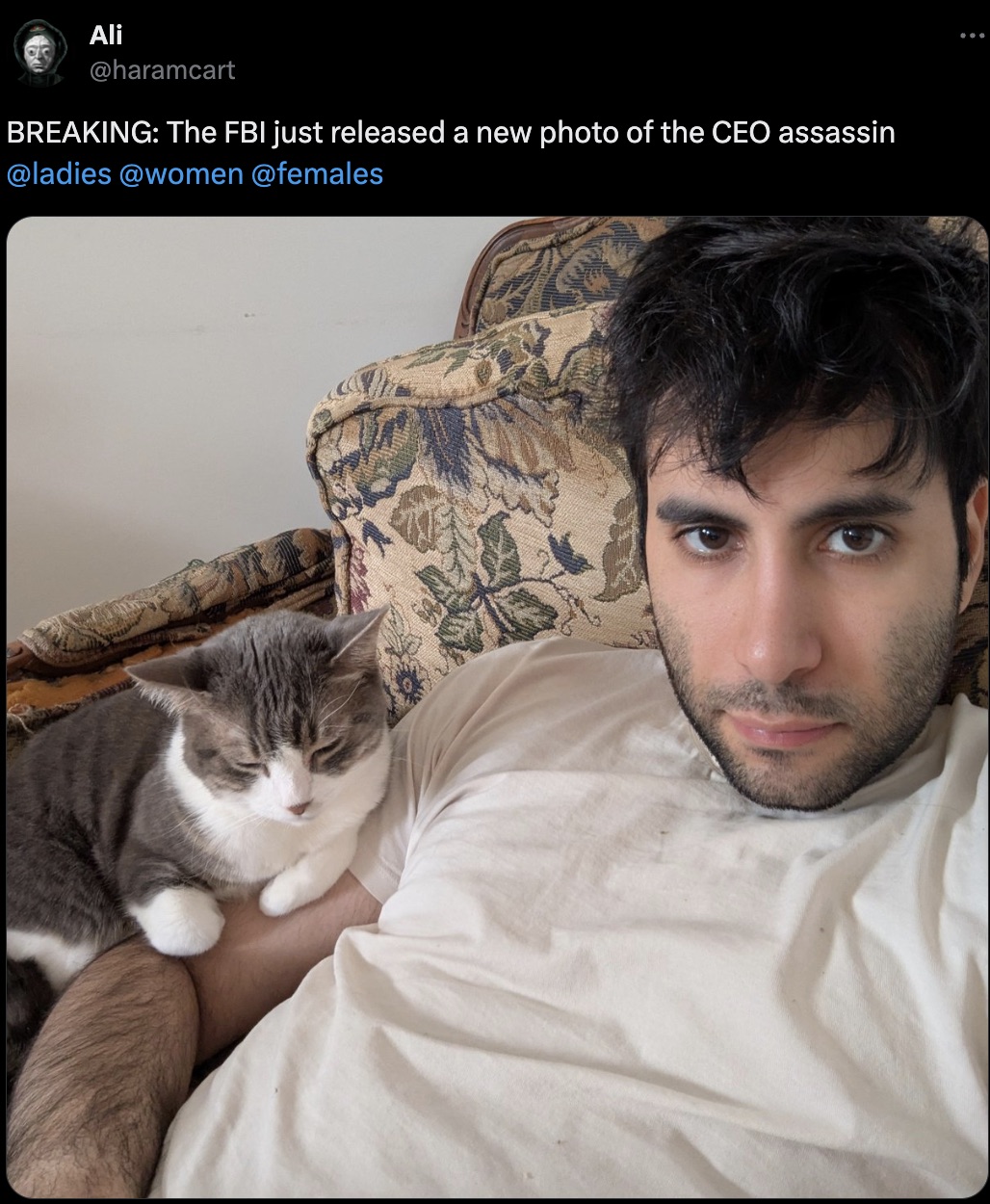 domestic short-haired cat - Ali Breaking The Fbi just released a new photo of the Ceo assassin