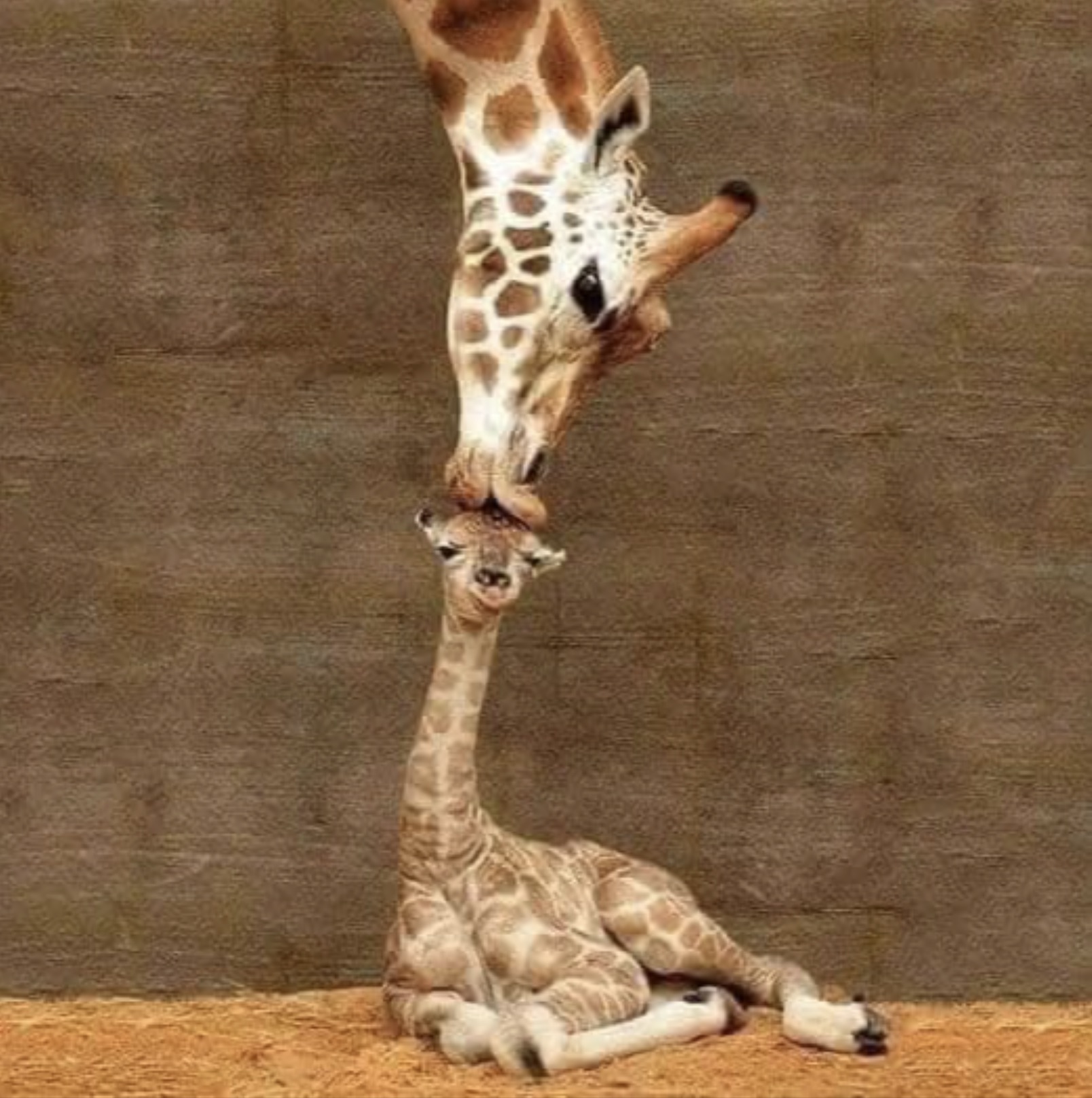 mom and baby giraffe