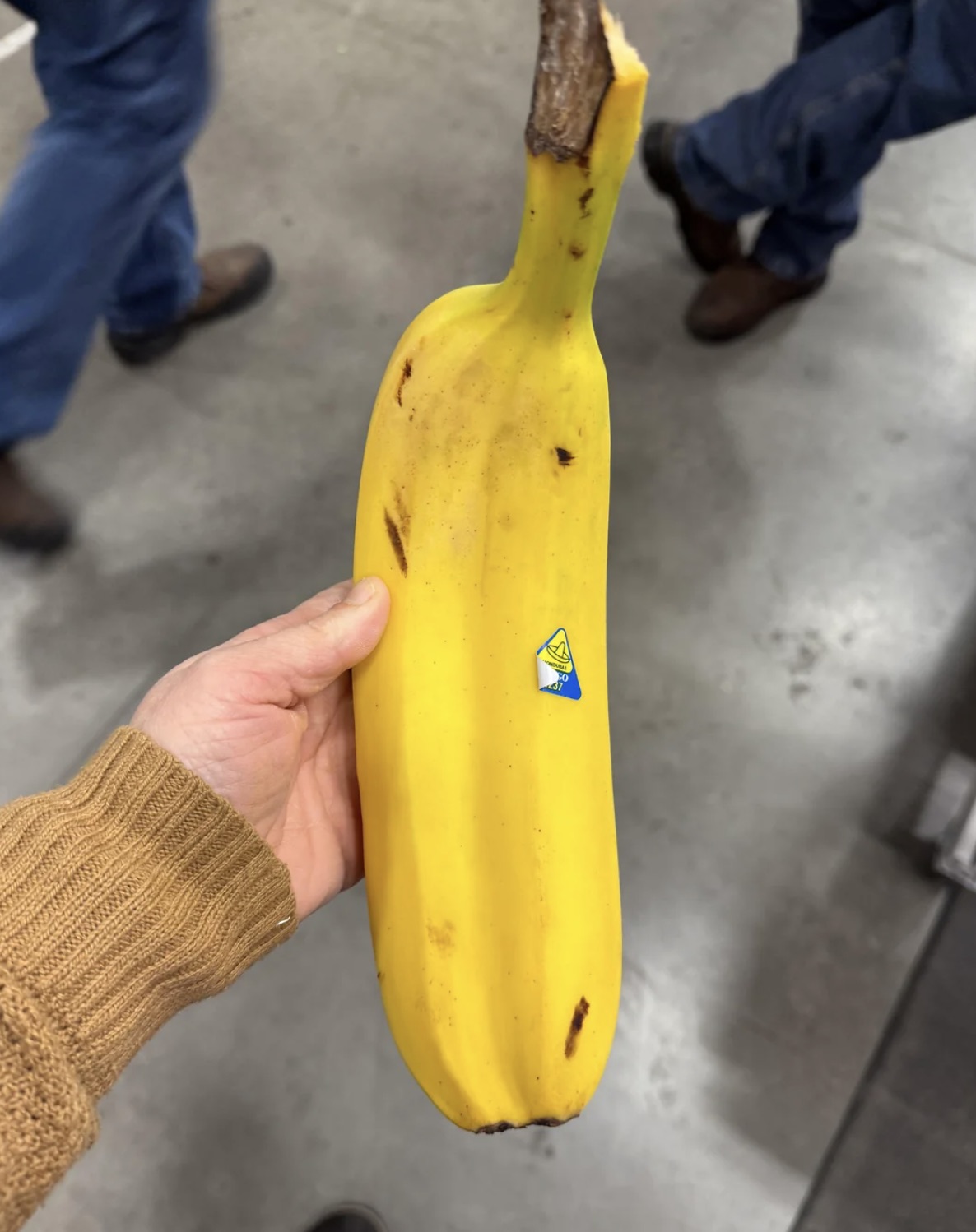 saba banana