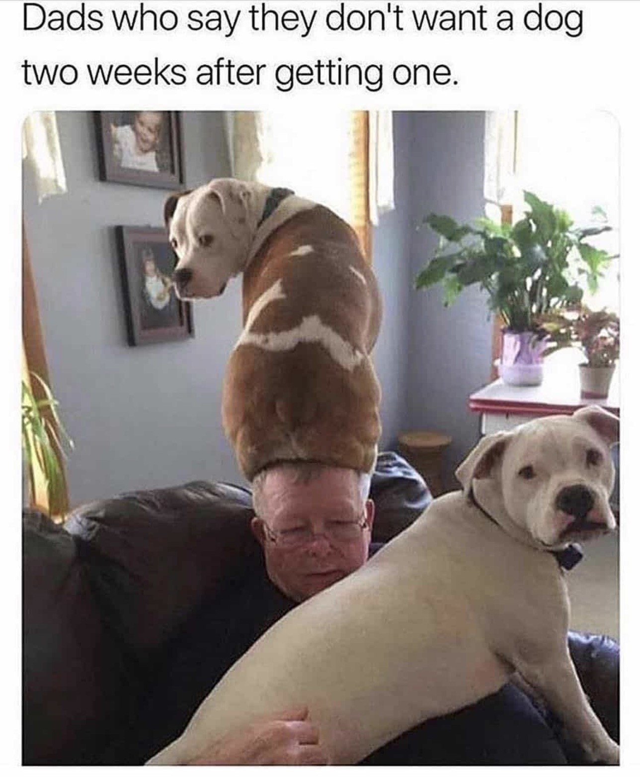 make me laugh funny memes - Dads who say they don't want a dog two weeks after getting one.