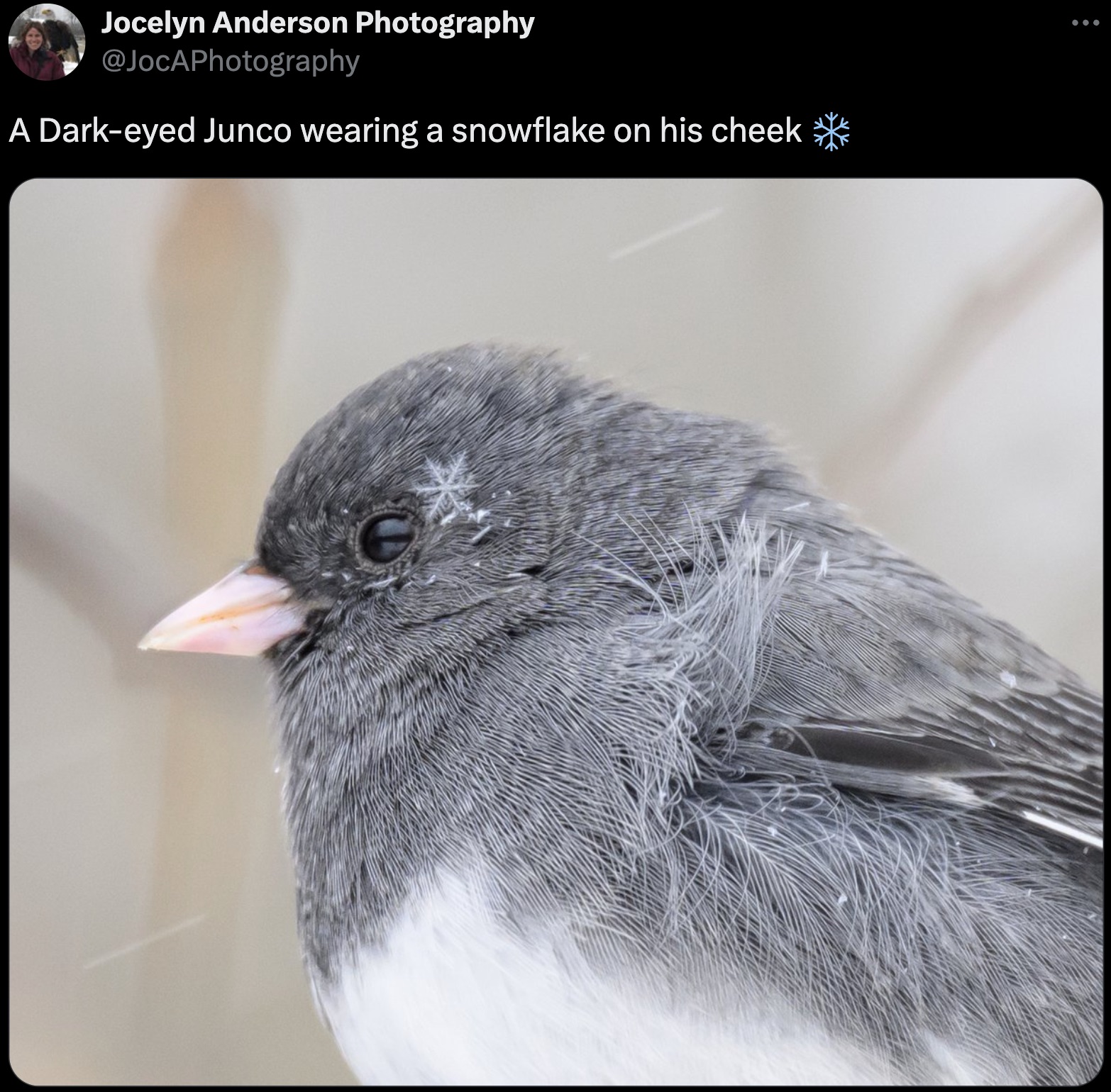 dark eyed junco - Jocelyn Anderson Photography A Darkeyed Junco wearing a snowflake on his cheek