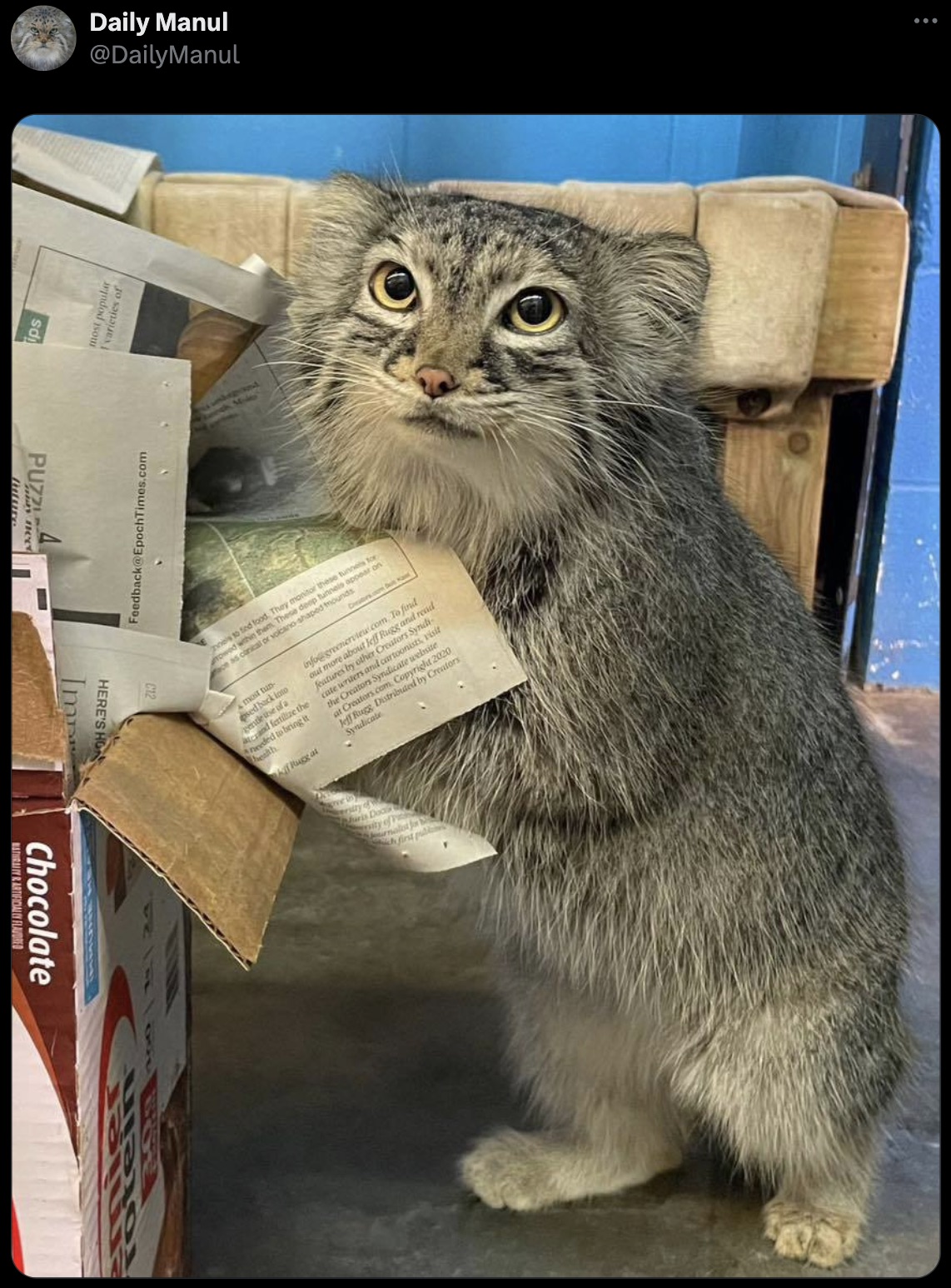 kitten - Daily Manul Chocolate