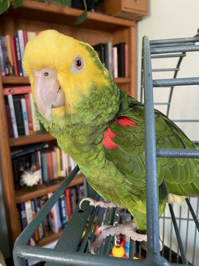 "Husband's grandfather left him this 39 Year old Parrot."