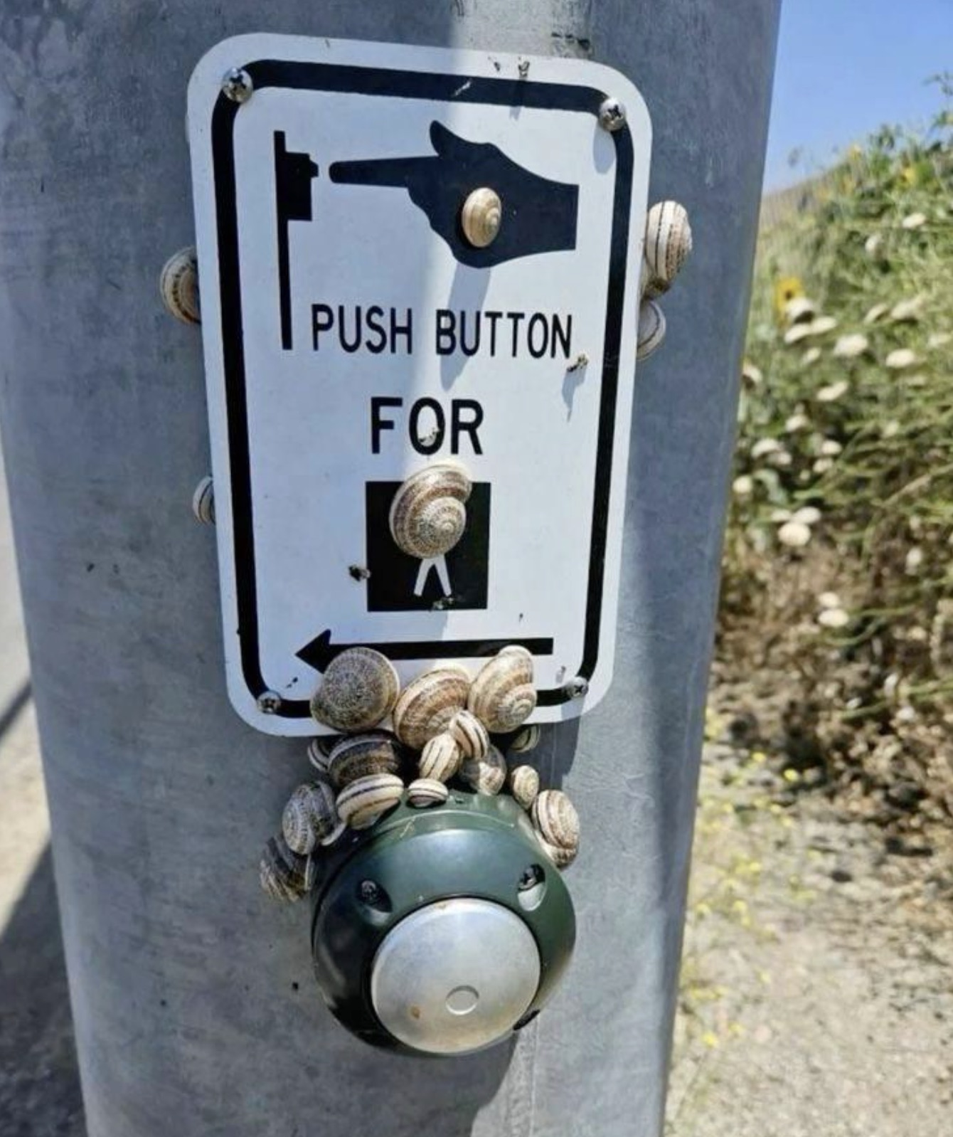 Snail - Push Button For