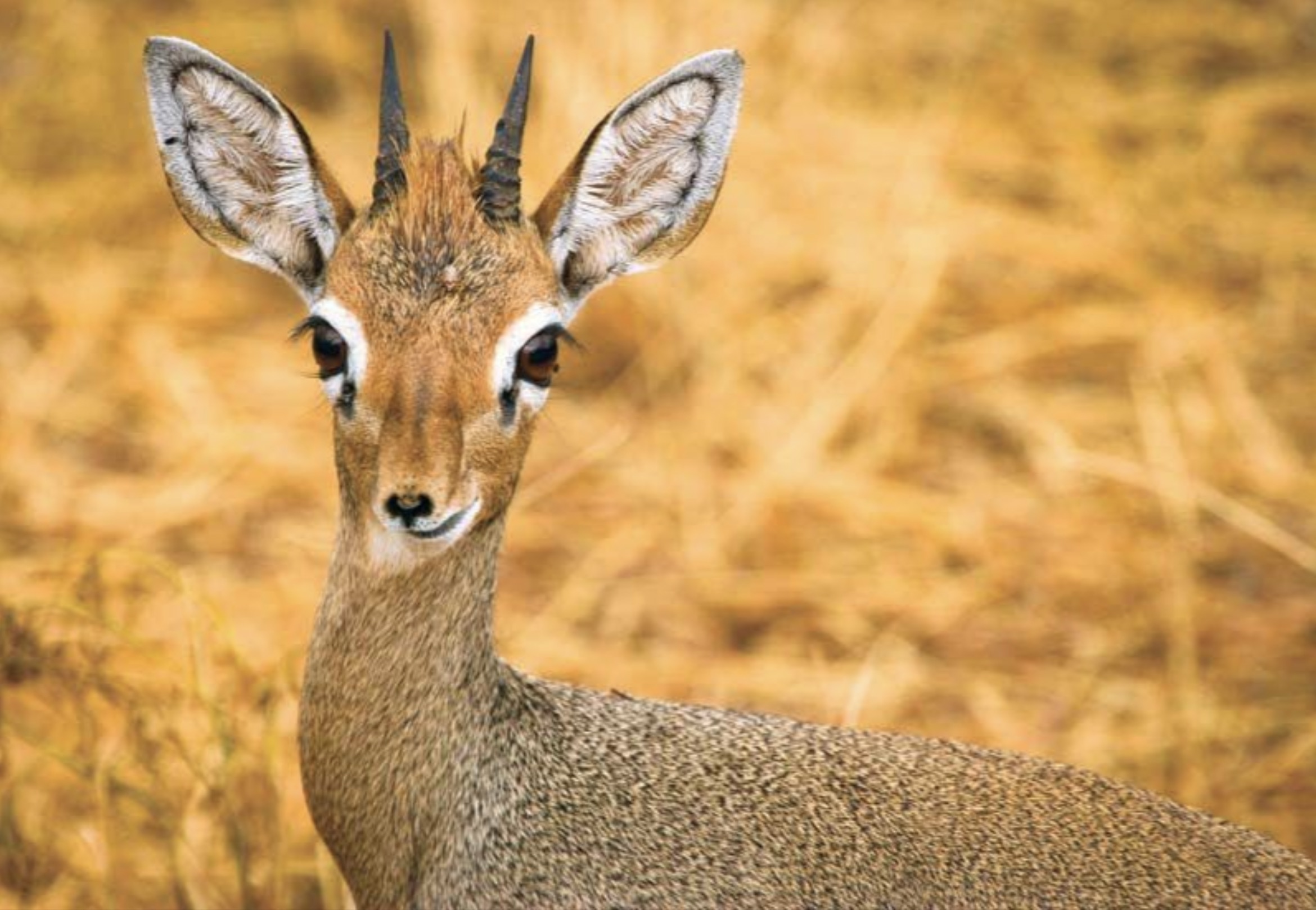 tiny antelope