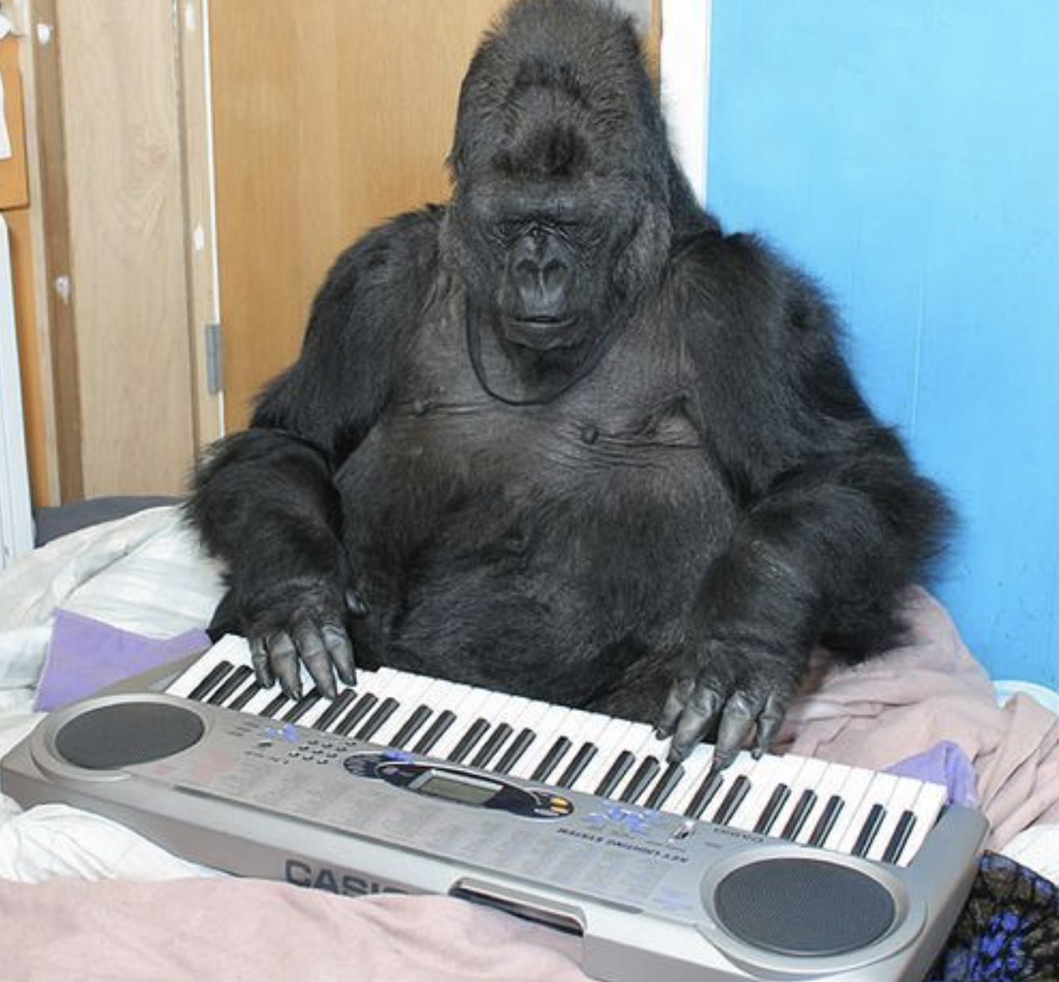 gorilla keyboard - Cas