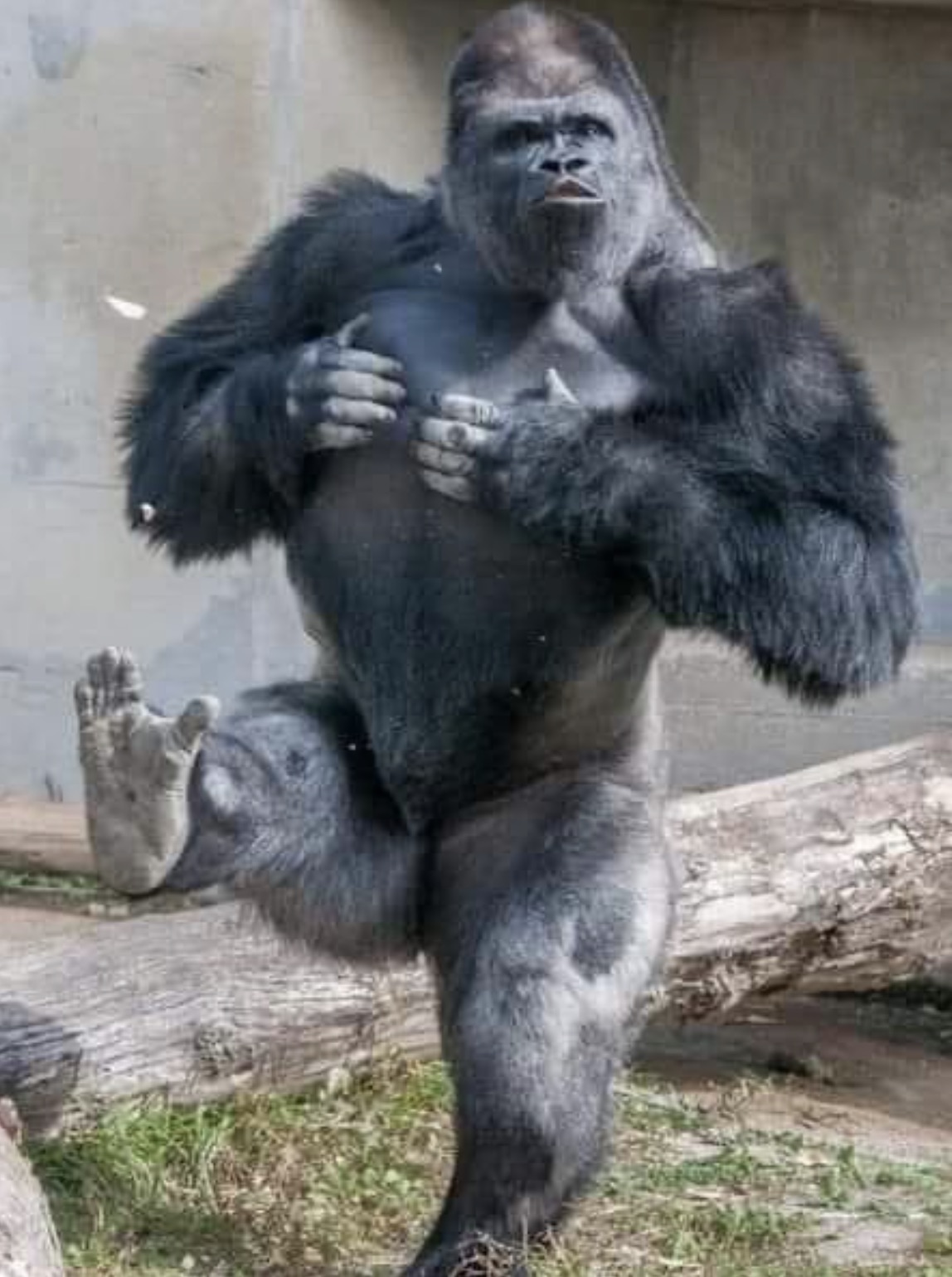 35 Gorillas Who Are Just Chill Guys 