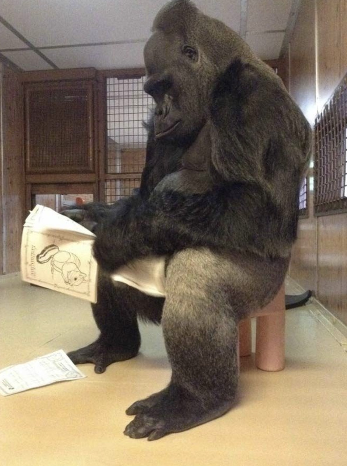 35 Gorillas Who Are Just Chill Guys 