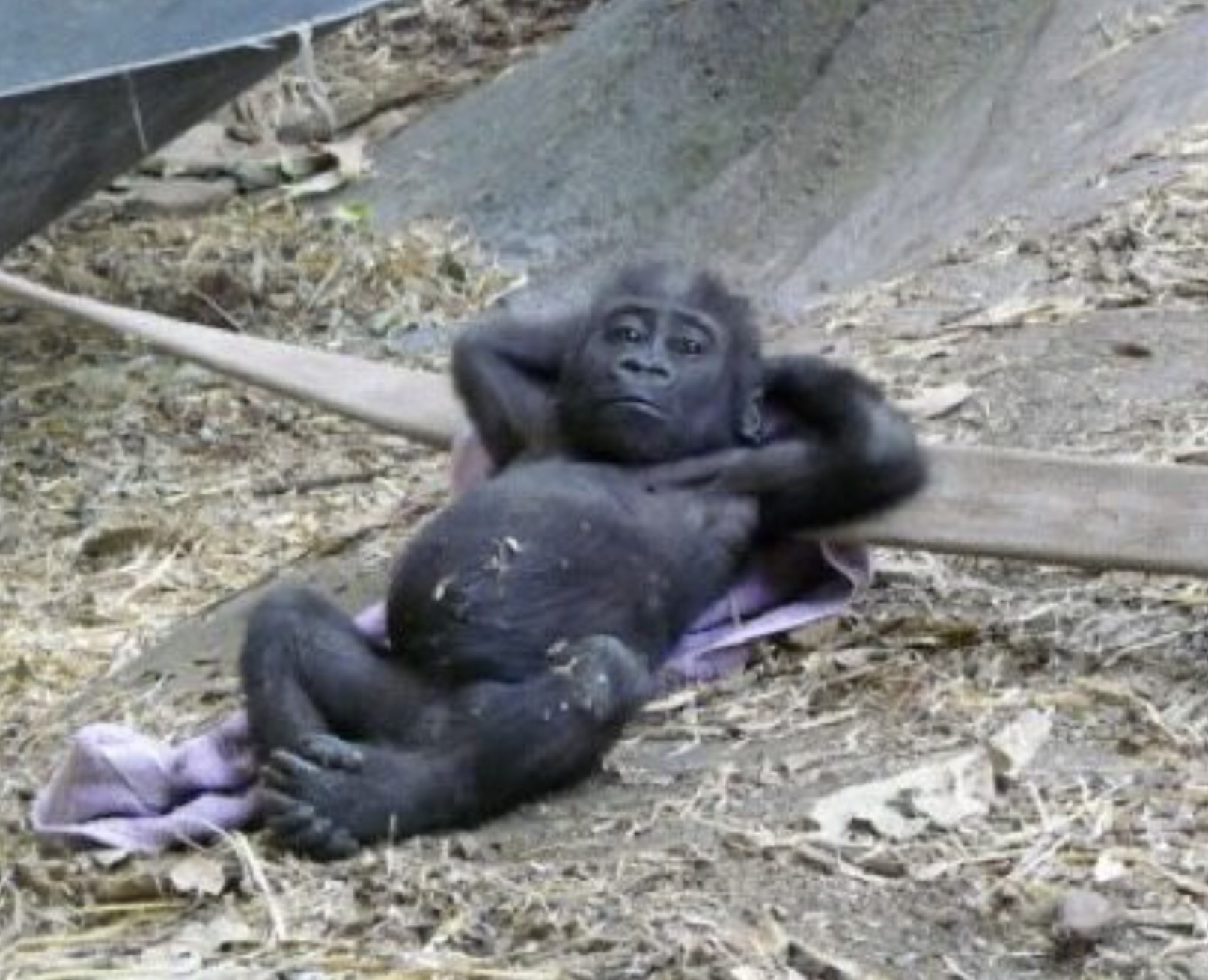 gorilla relaxing meme template