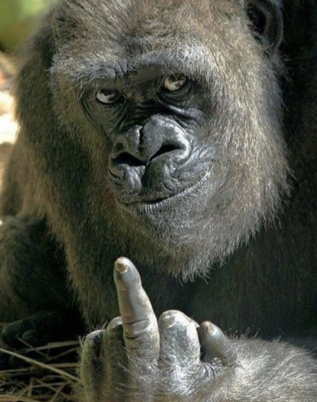 gorilla middle finger meme