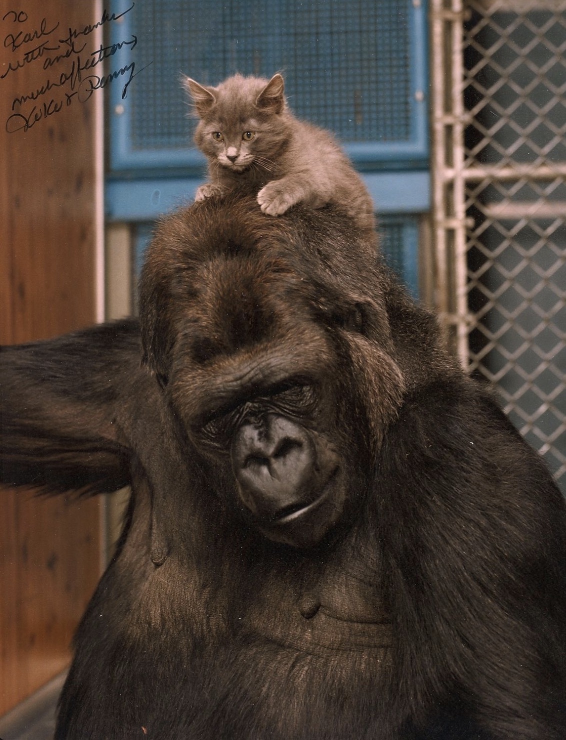 koko the gorilla kitten - 20 Karl much affections