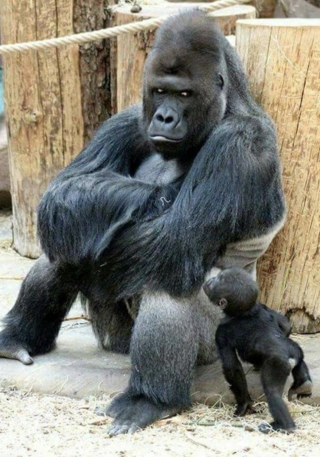 moody gorilla