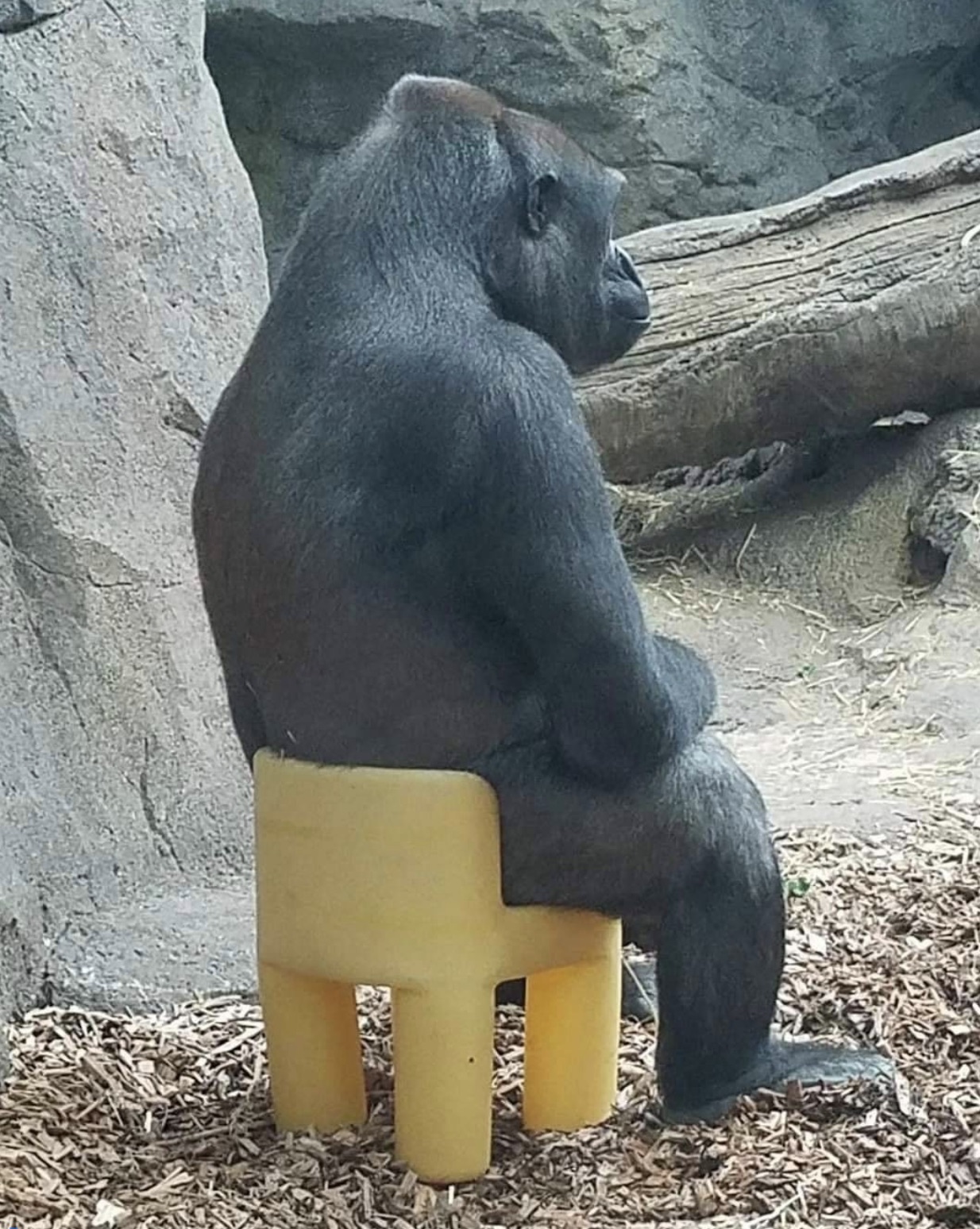 gorilla in chair