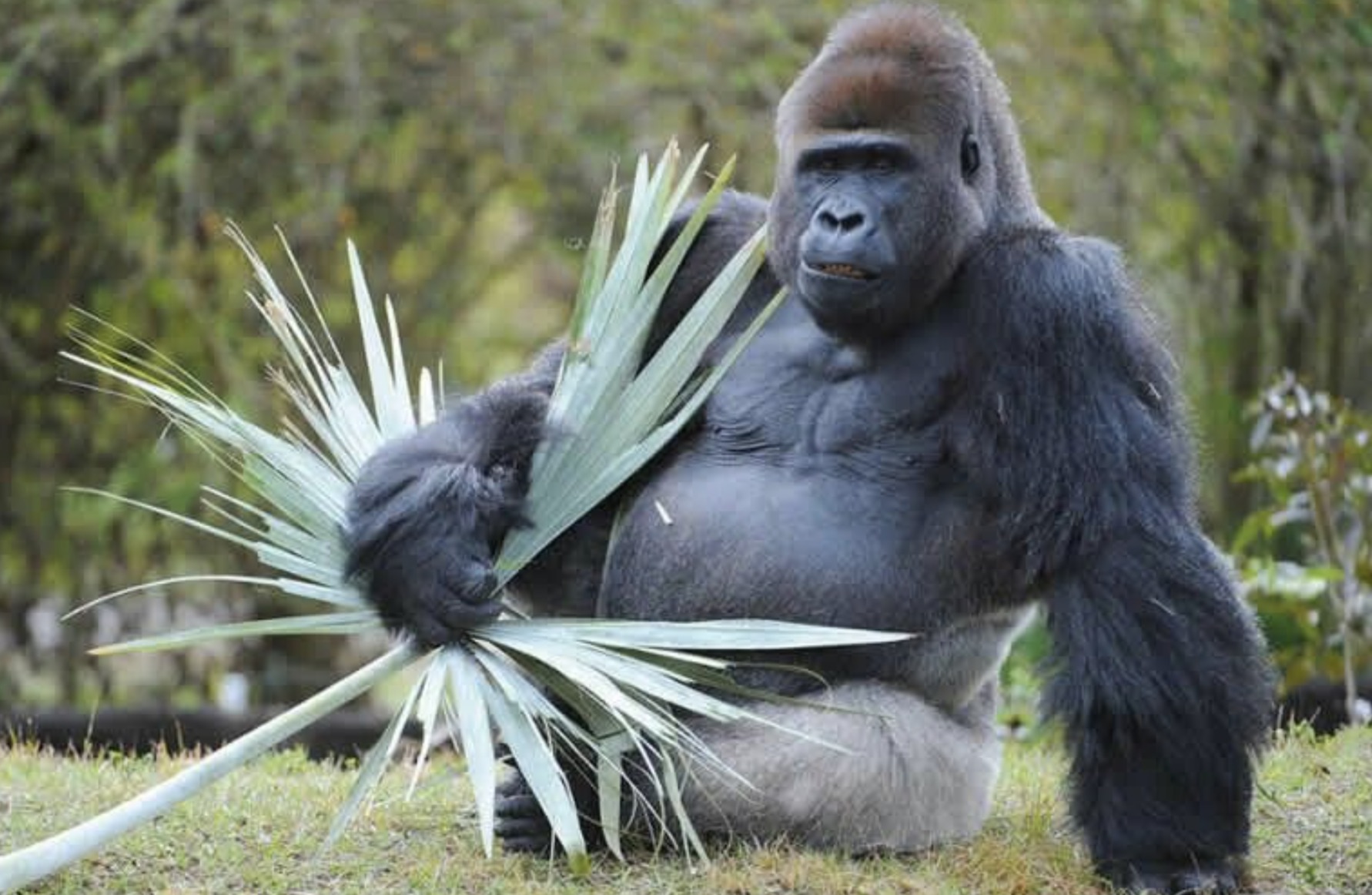 35 Gorillas Who Are Just Chill Guys 