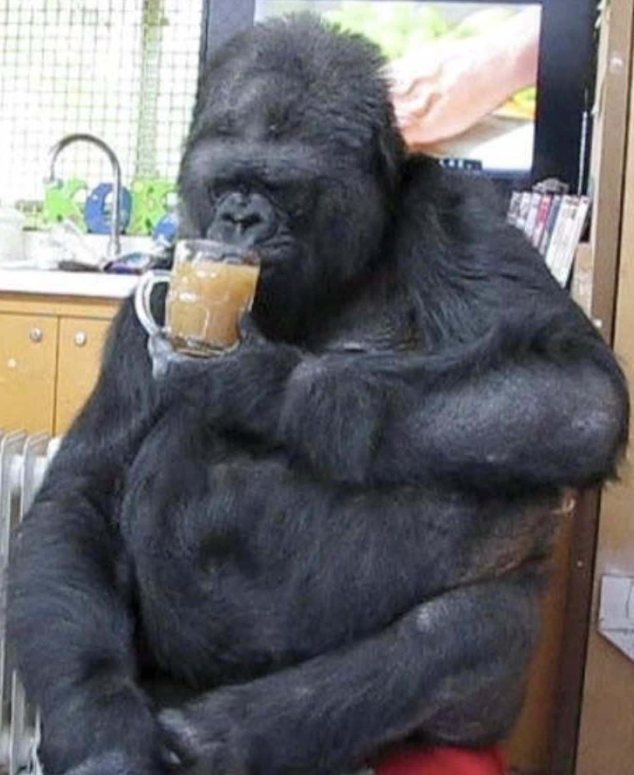 gorilla photos funny