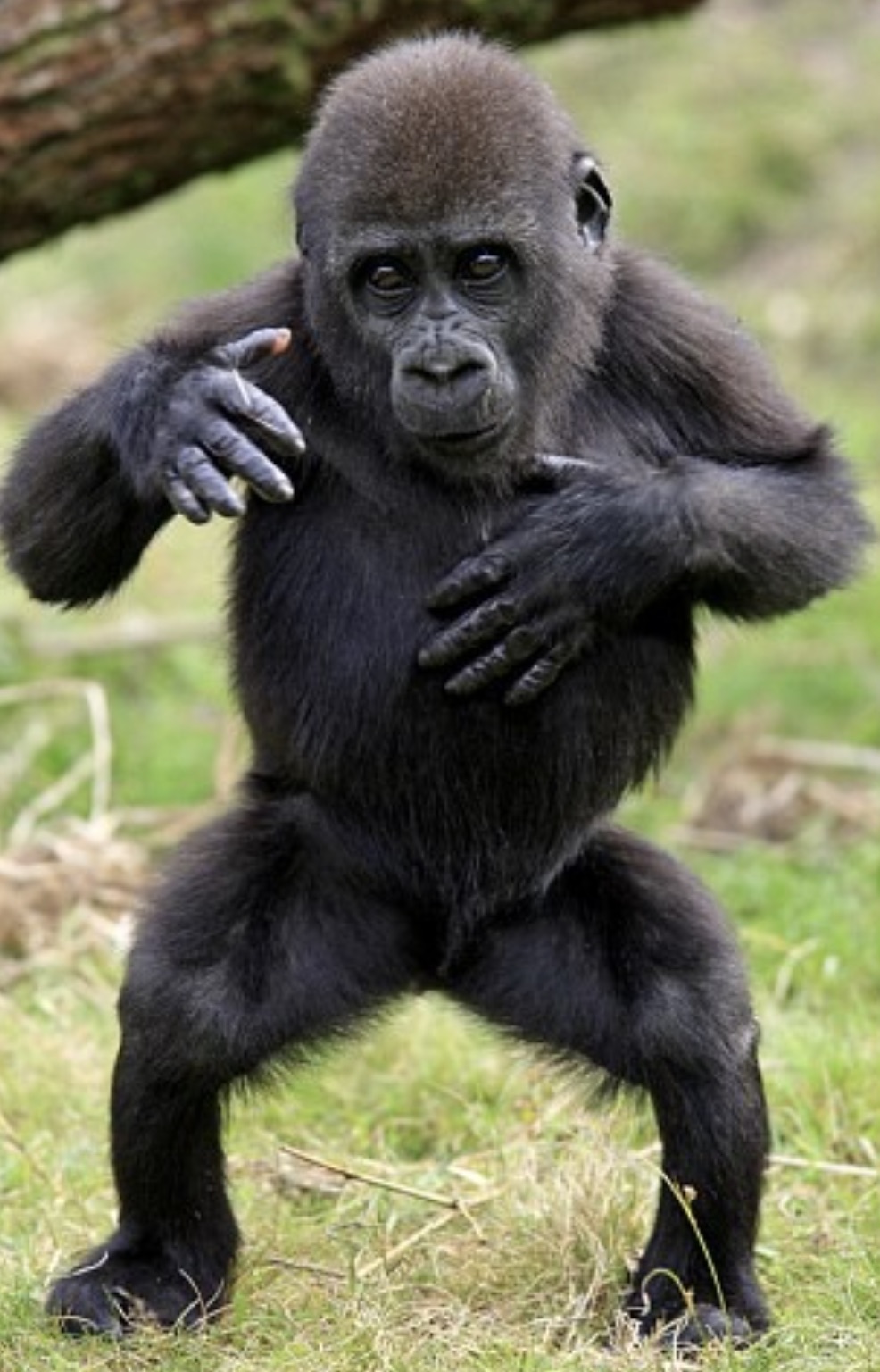 cute gorilla dancing