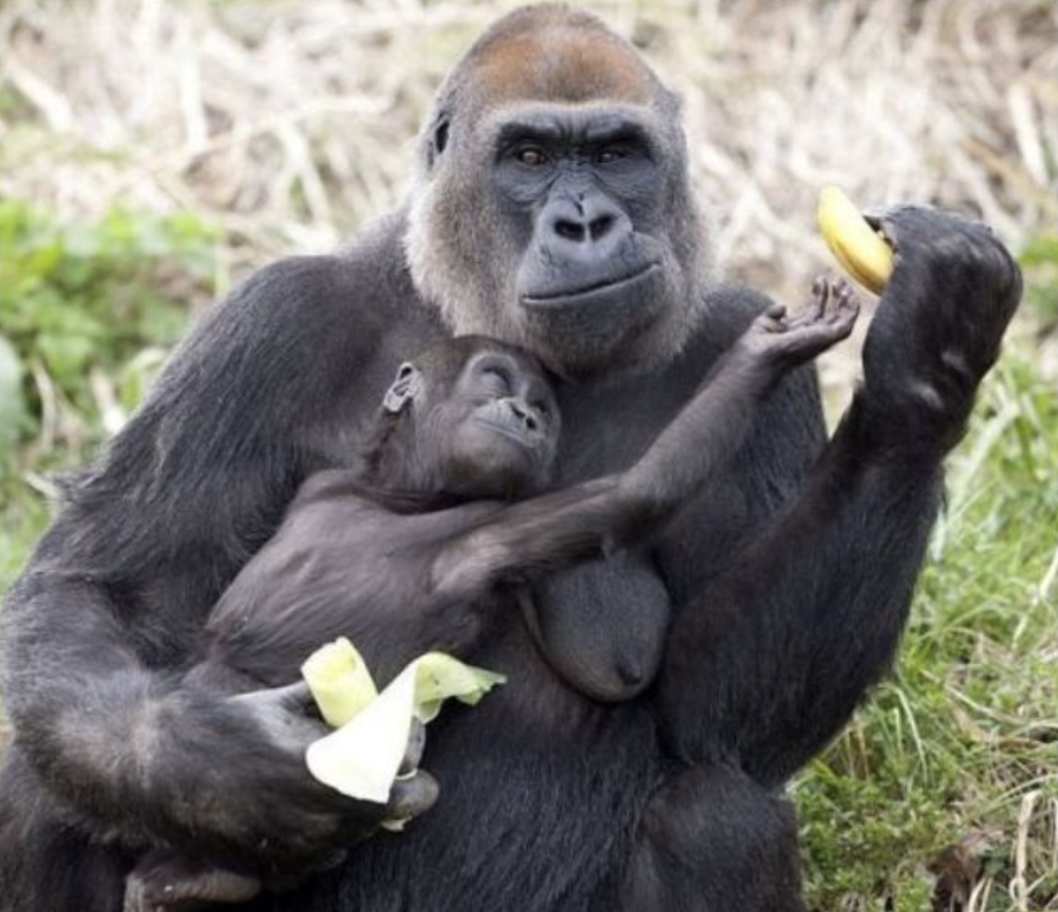 35 Gorillas Who Are Just Chill Guys 