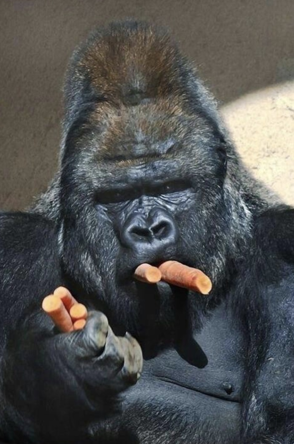 gorilla eating carrot