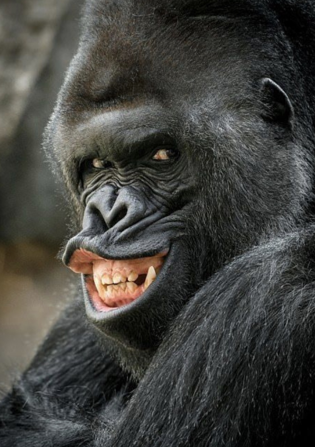 gorilla funny face