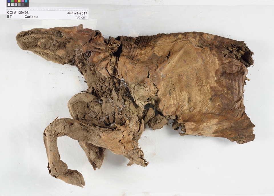 mummified caribou - Cci # 129498 Bt Caribou Jun212017 30 cm