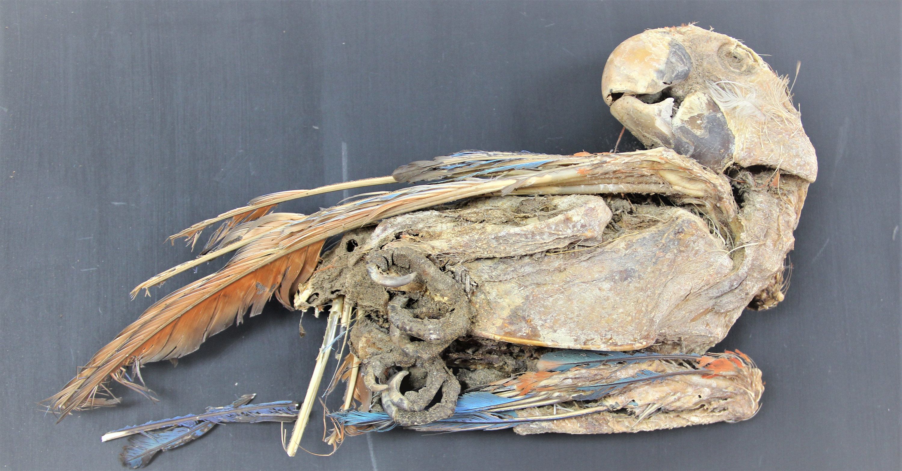 mummified parrot