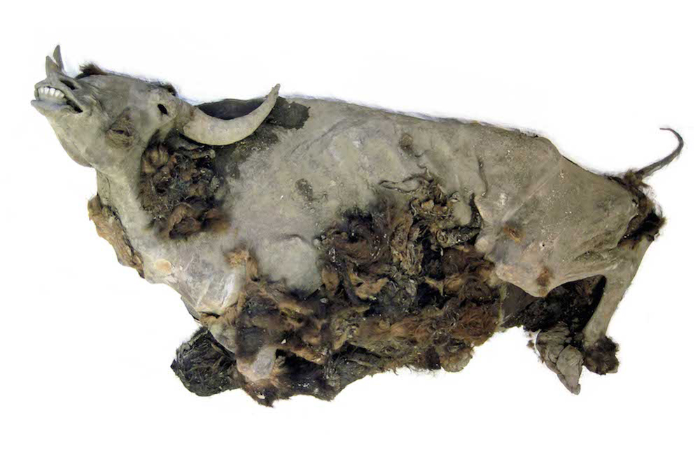 steppe bison mummy