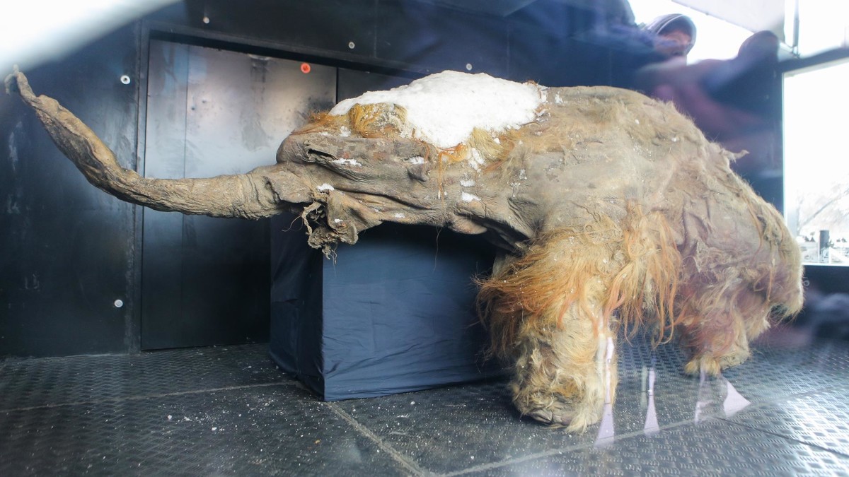 mummified prehistoric animals