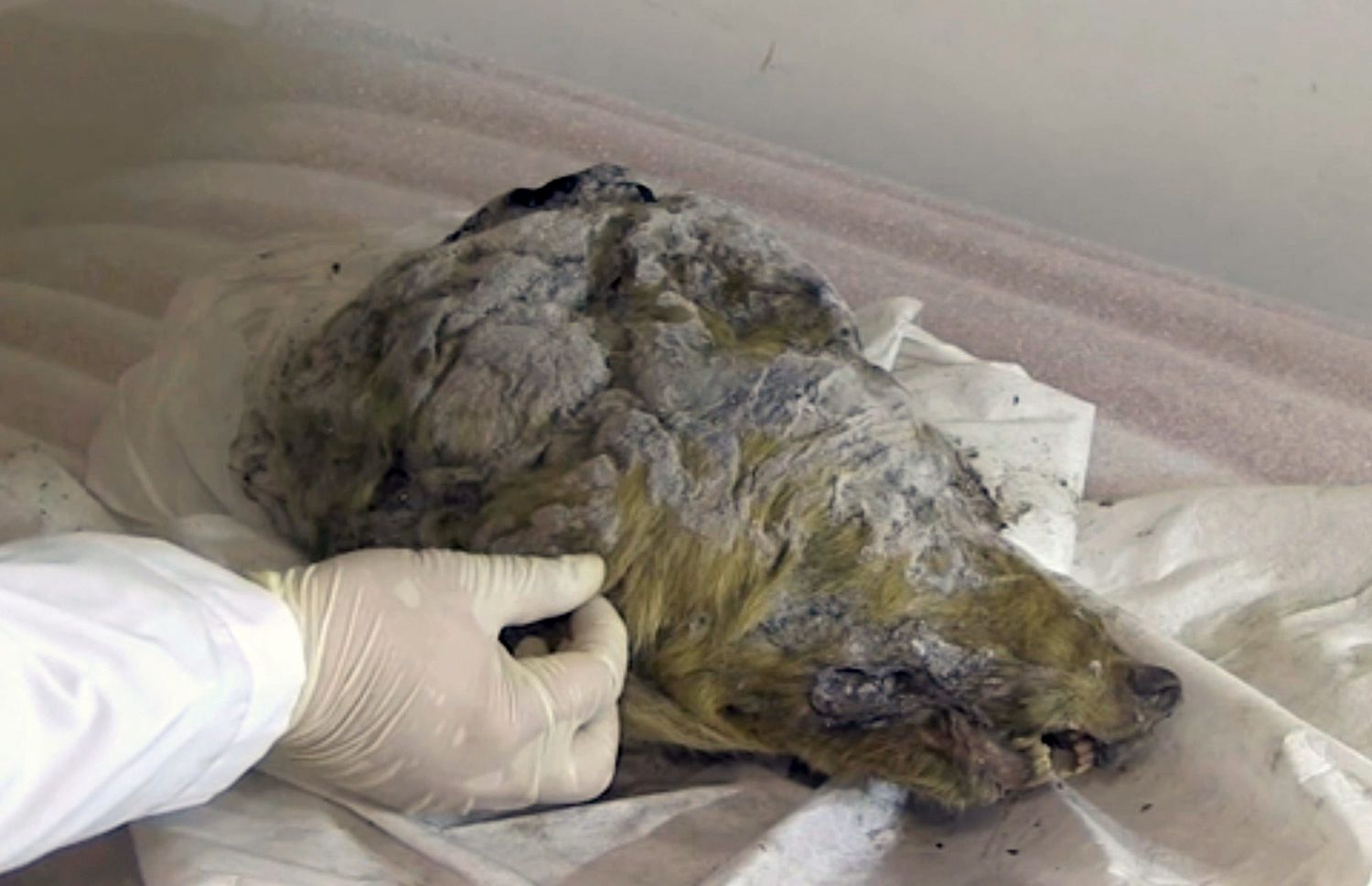 wolf head found in siberia