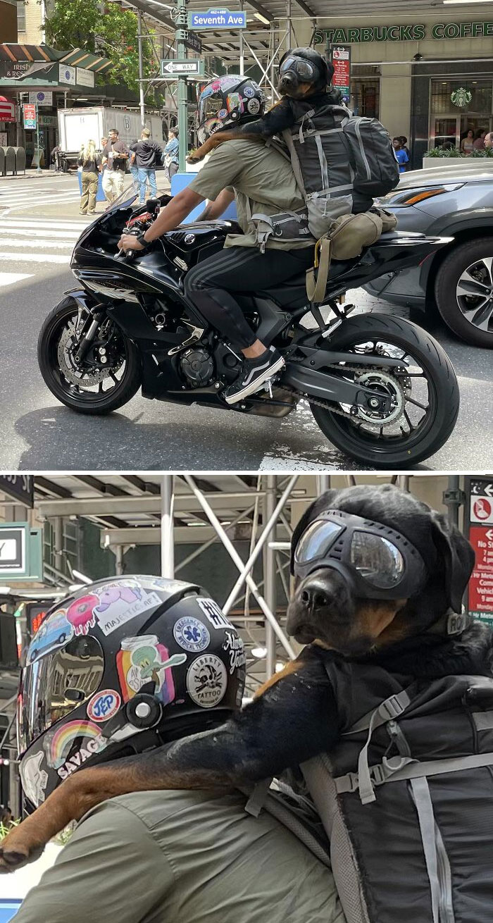 Cool ca... I mean dog!