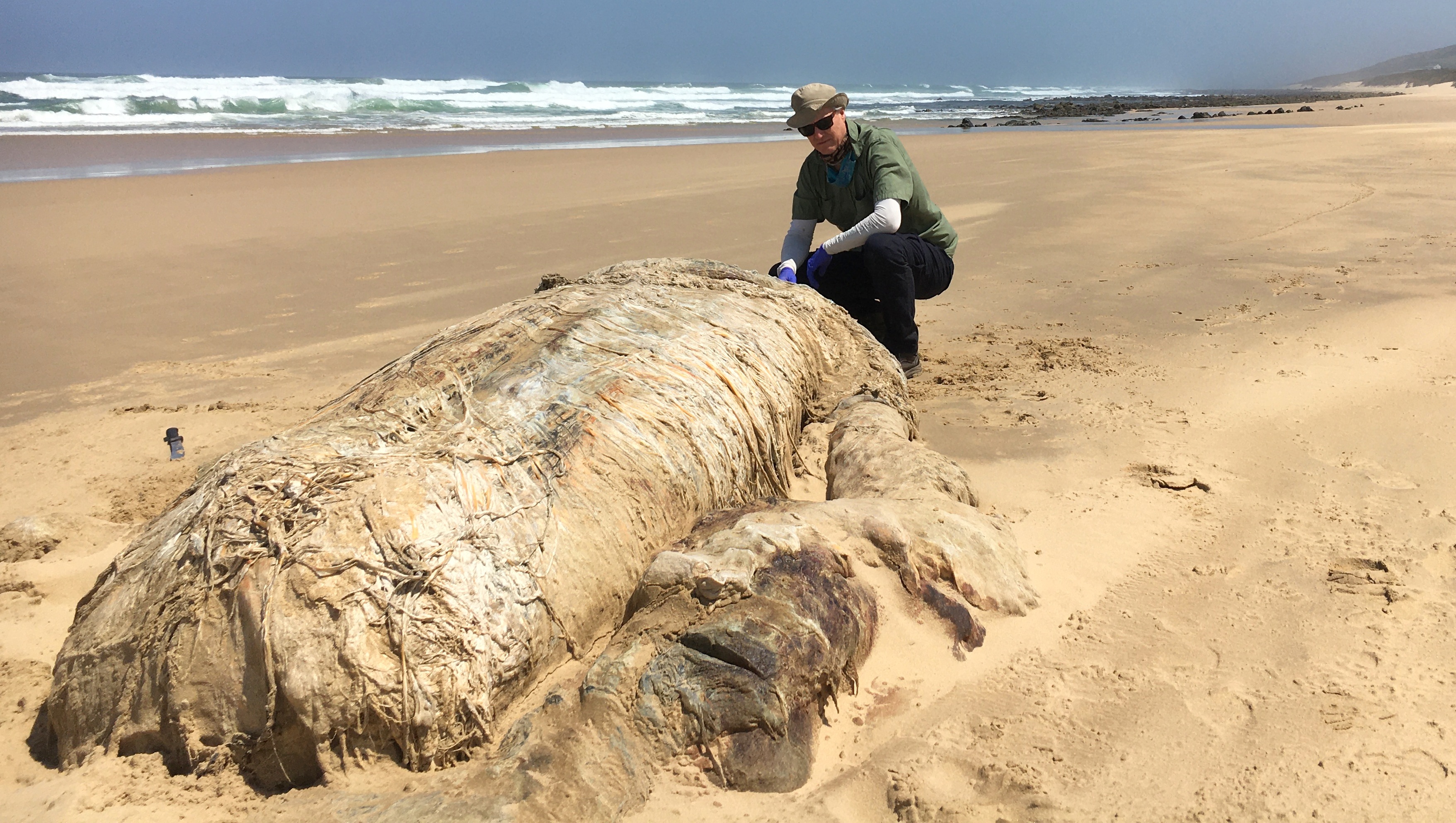 20 Gigantic Disgusting Blobs that Plopped out of the Ocean