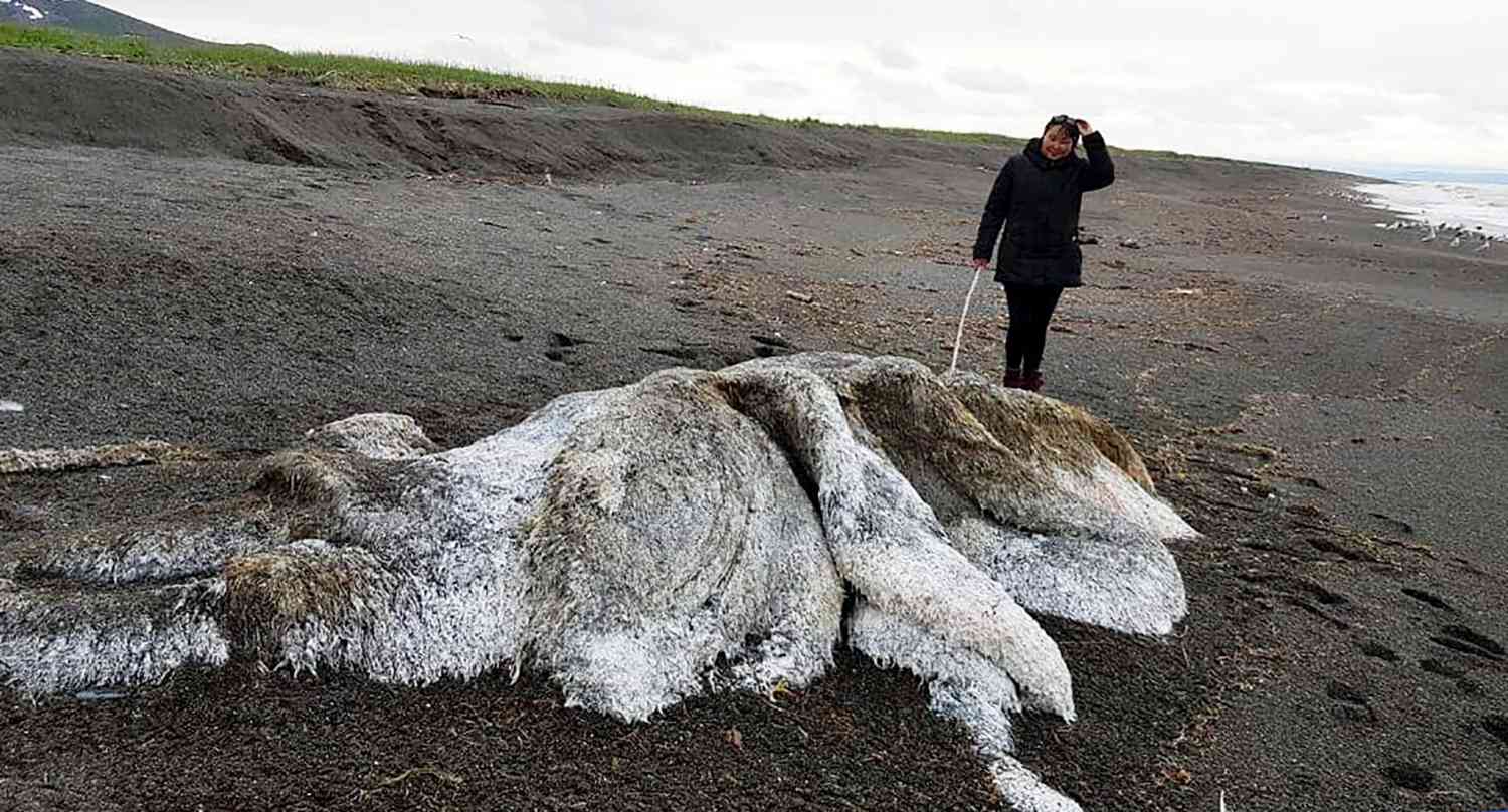 20 Gigantic Disgusting Blobs that Plopped out of the Ocean