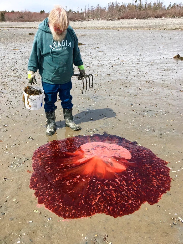 20 Gigantic Disgusting Blobs that Plopped out of the Ocean