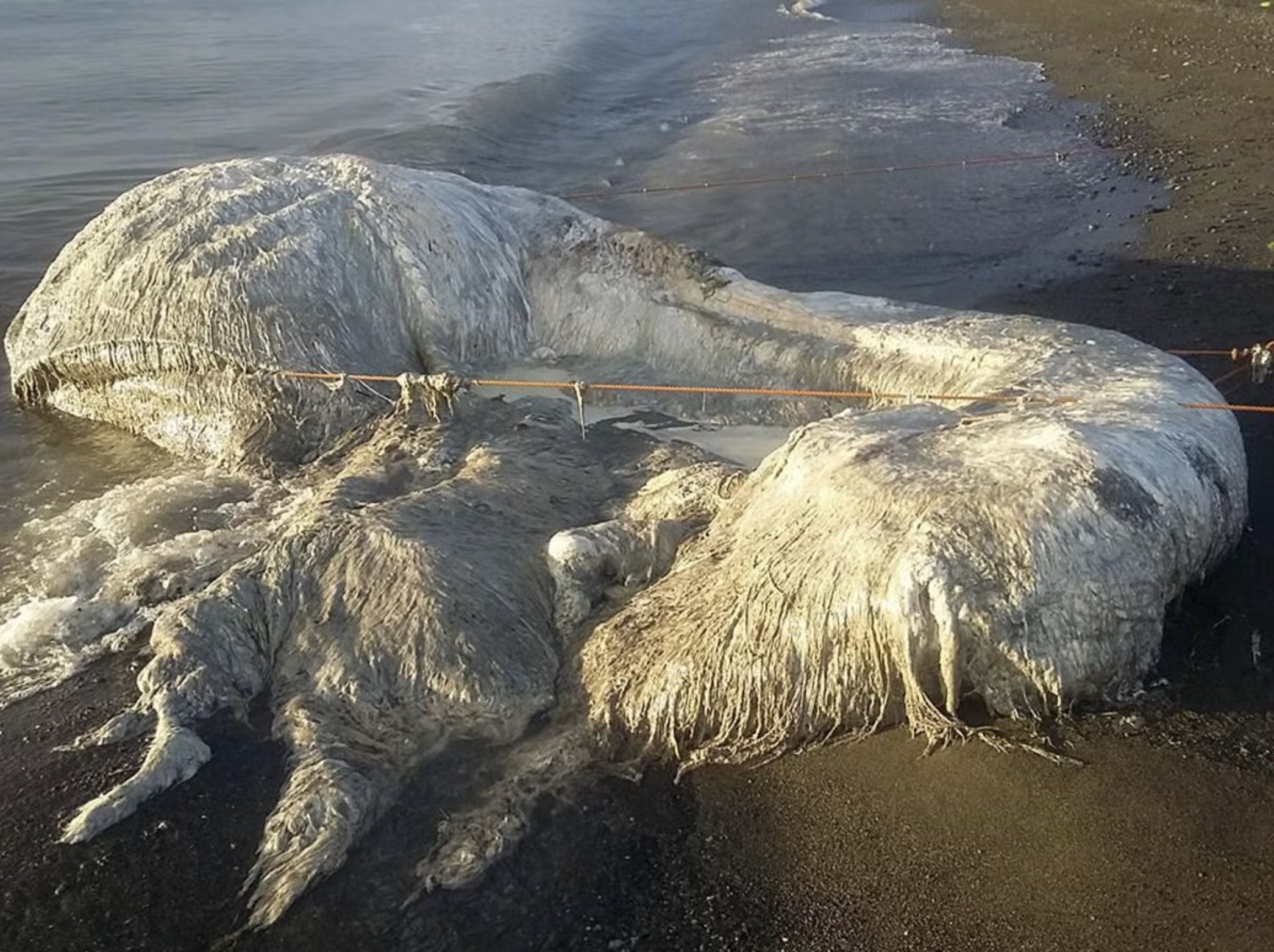 20 Gigantic Disgusting Blobs that Plopped out of the Ocean