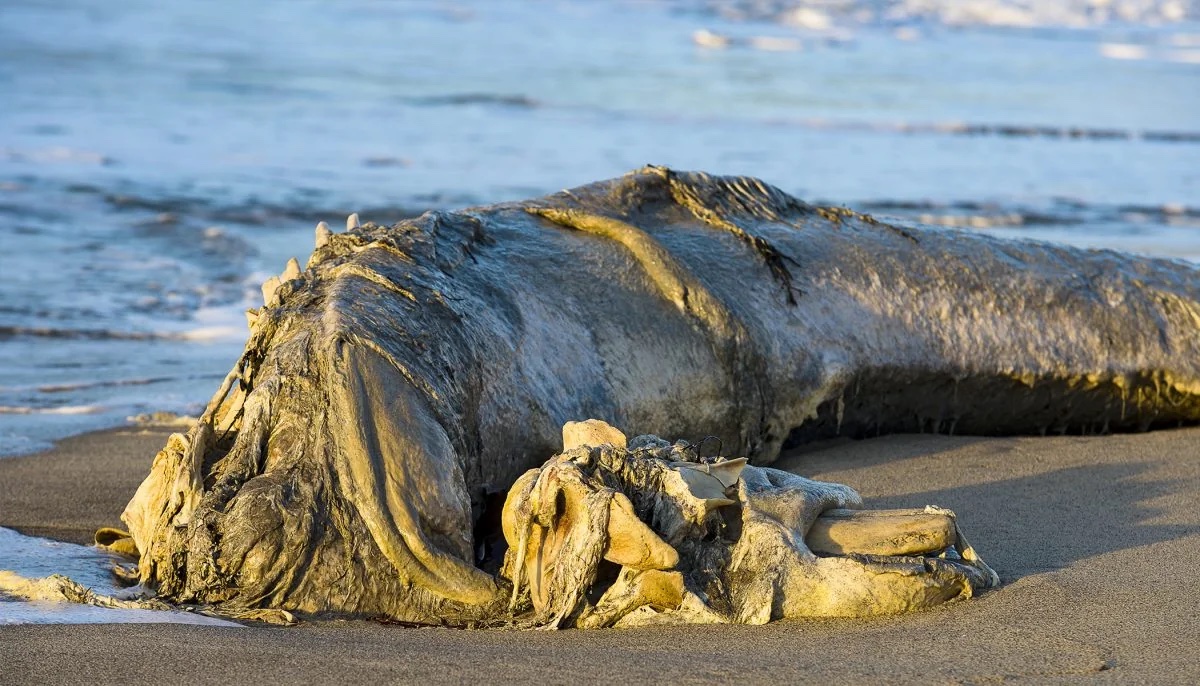 20 Gigantic Disgusting Blobs that Plopped out of the Ocean